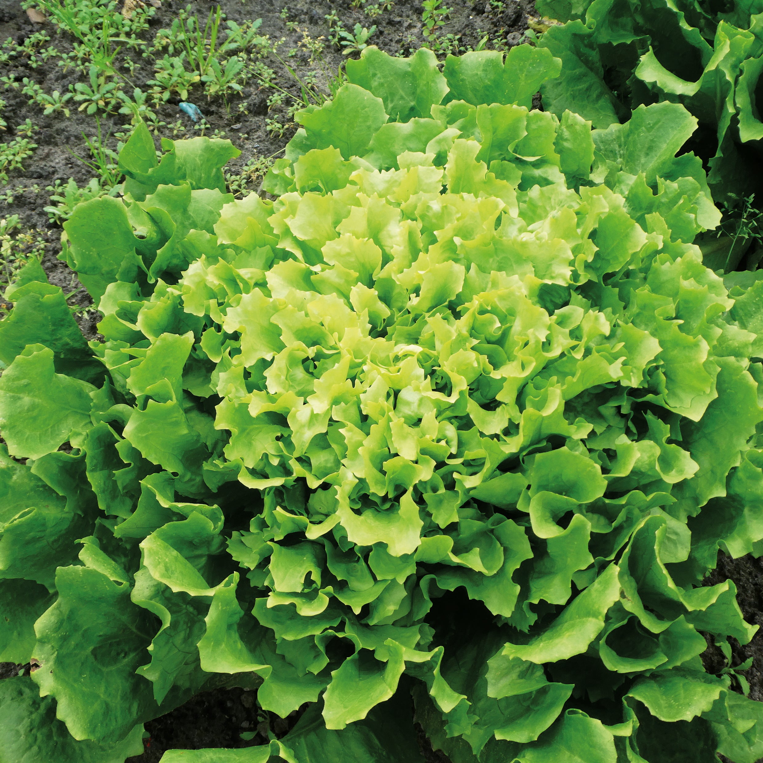 Winterendivien Gialla a cuore