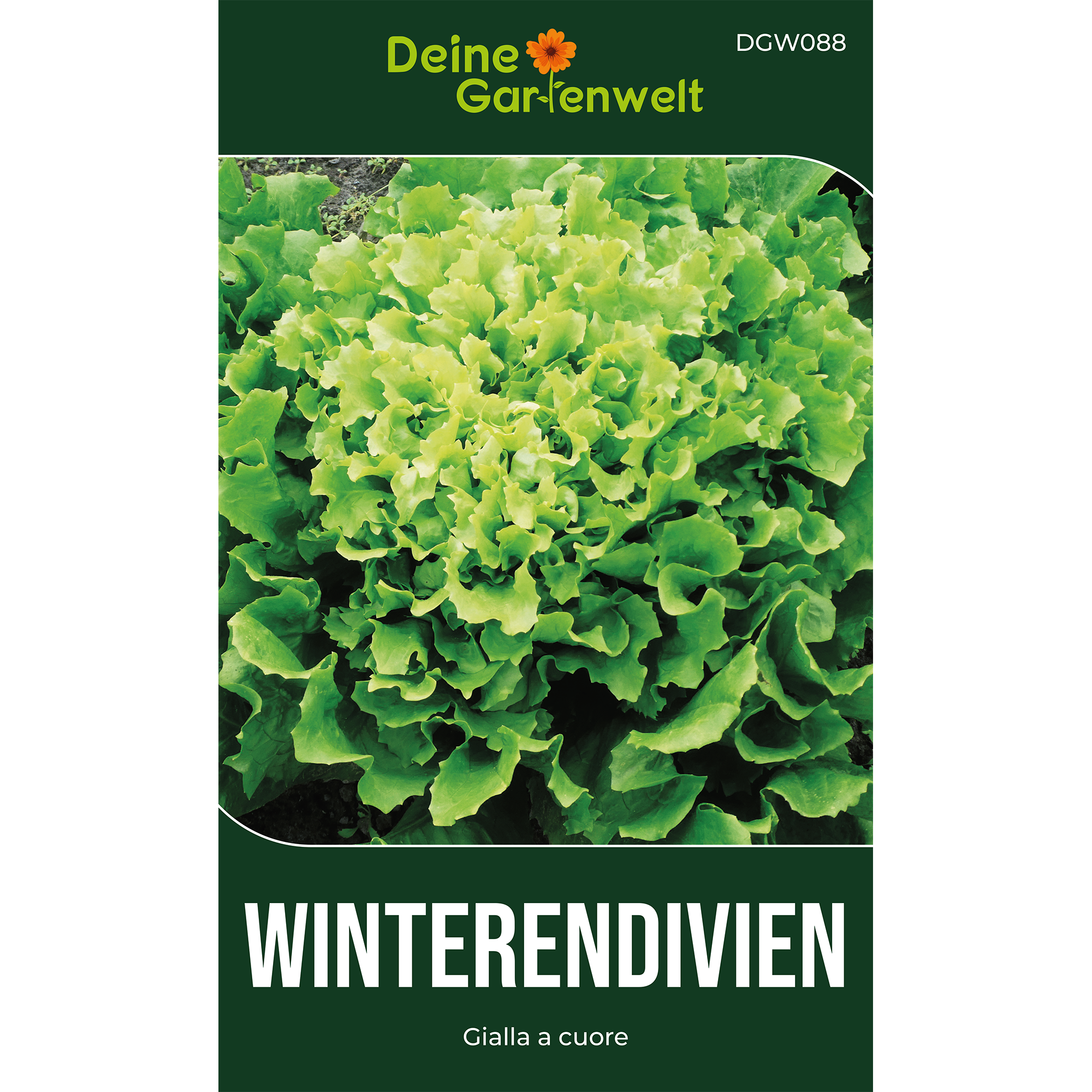 Winterendivien Gialla a cuore
