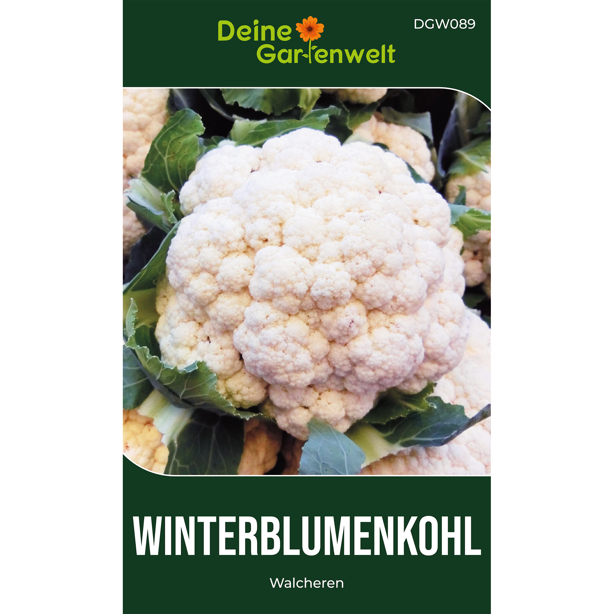 Winterblumenkohl Walcheren