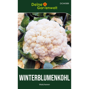 Winterblumenkohl Walcheren