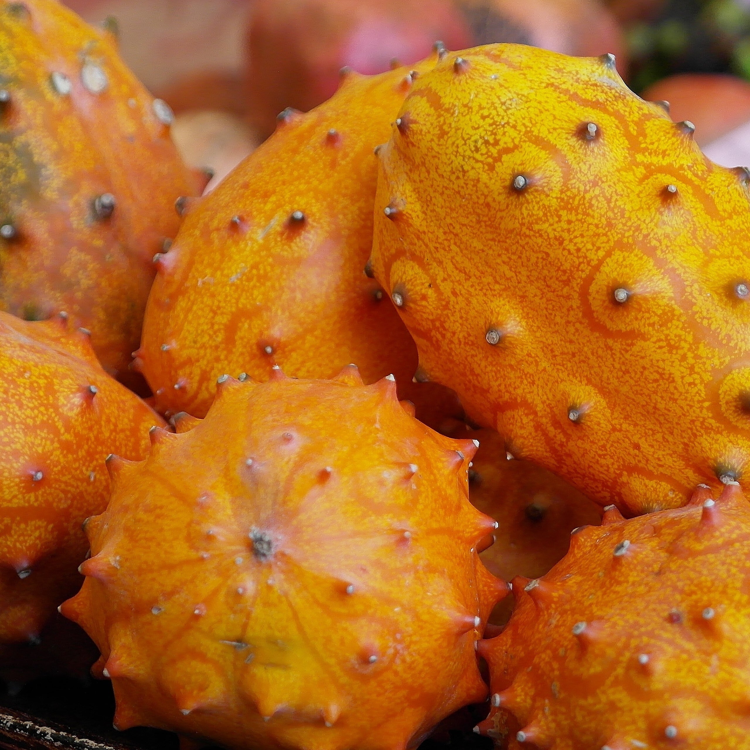 Horngurke Kiwano