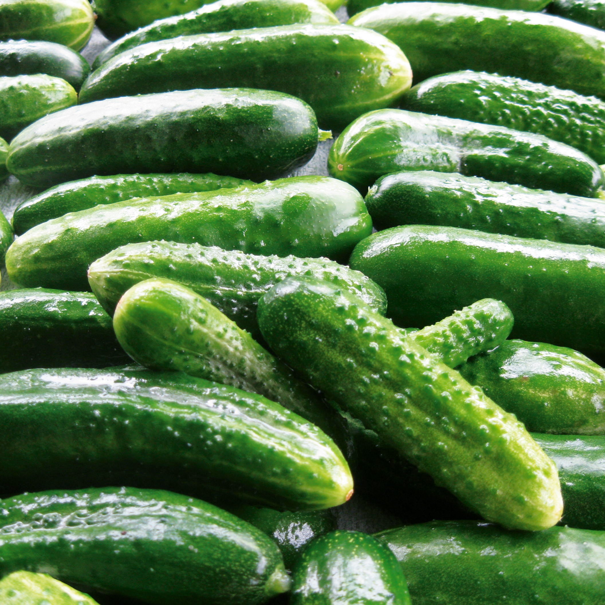 Salat- und Einlegegurken Delikateß