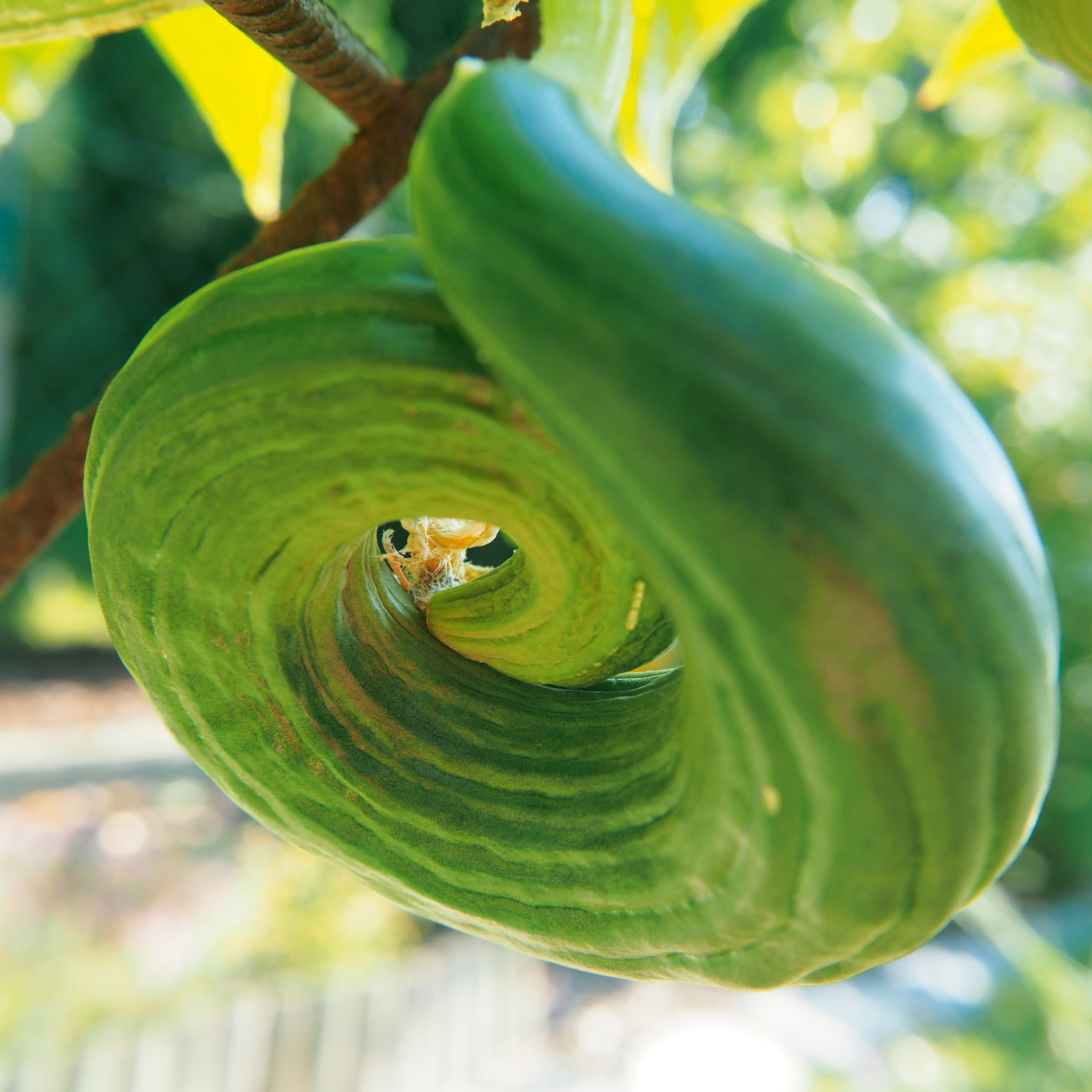 Freilandsalatgurken Chinese Slangen