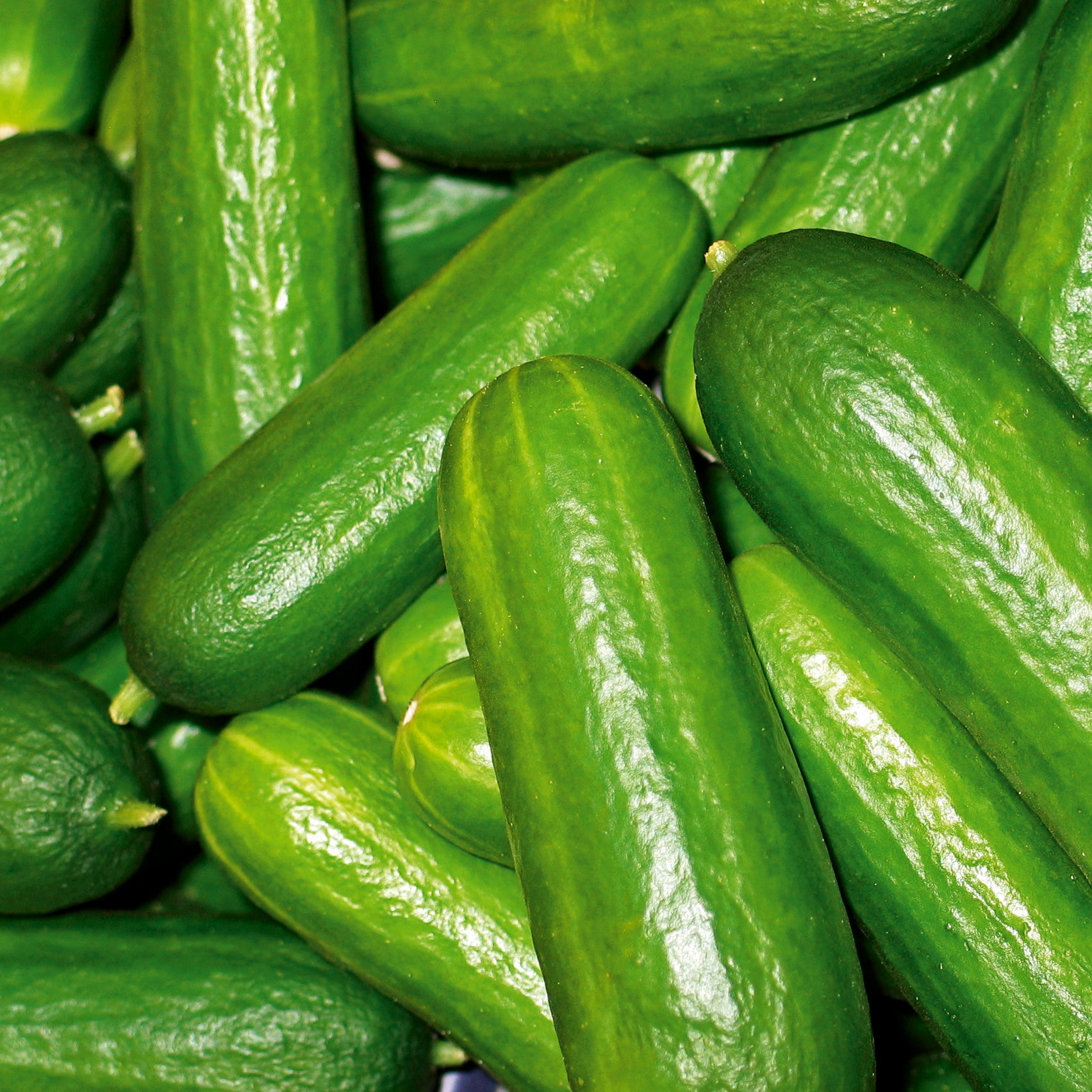 Mini-Snackgurke Salamanda F1