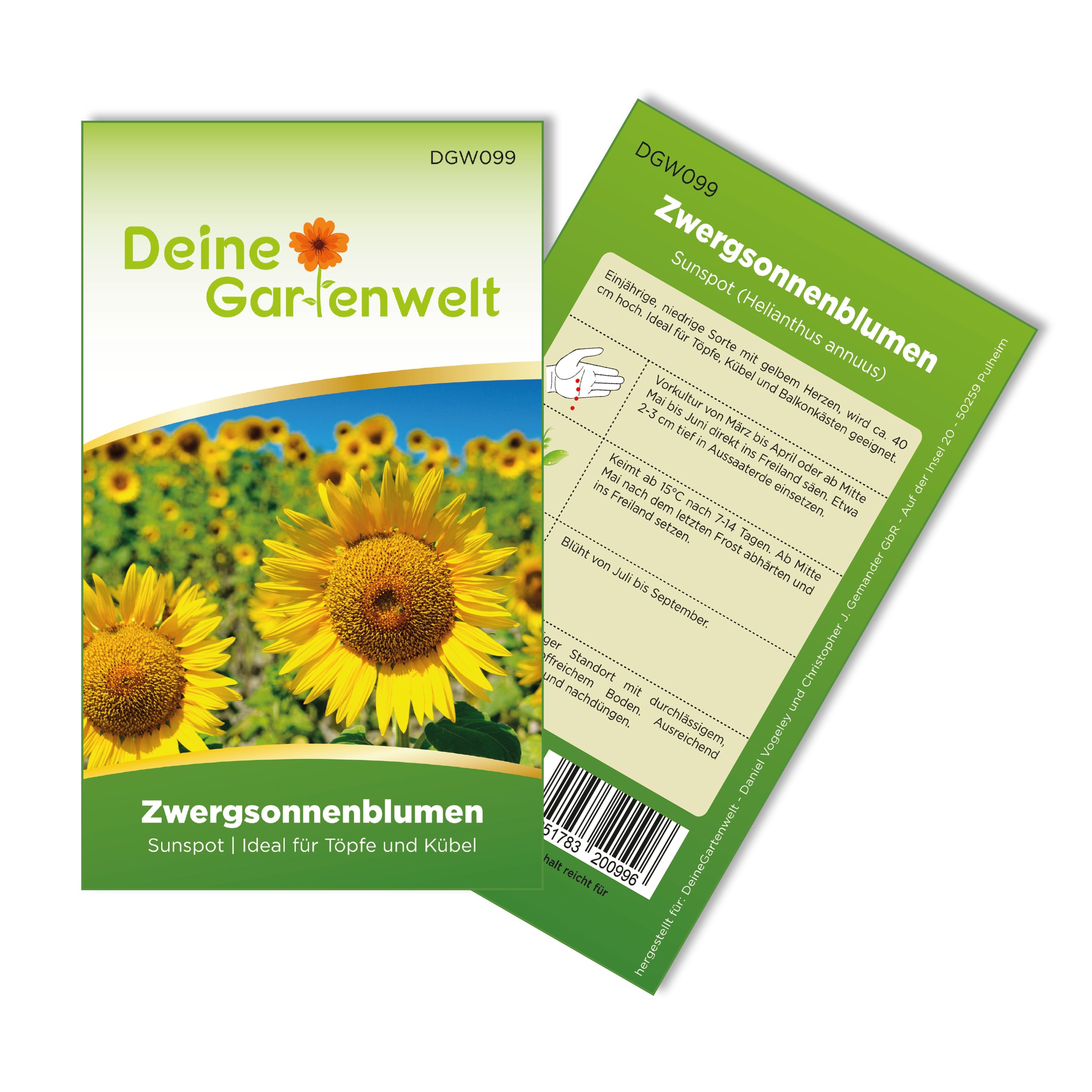 Zwergsonnenblume Sunspot