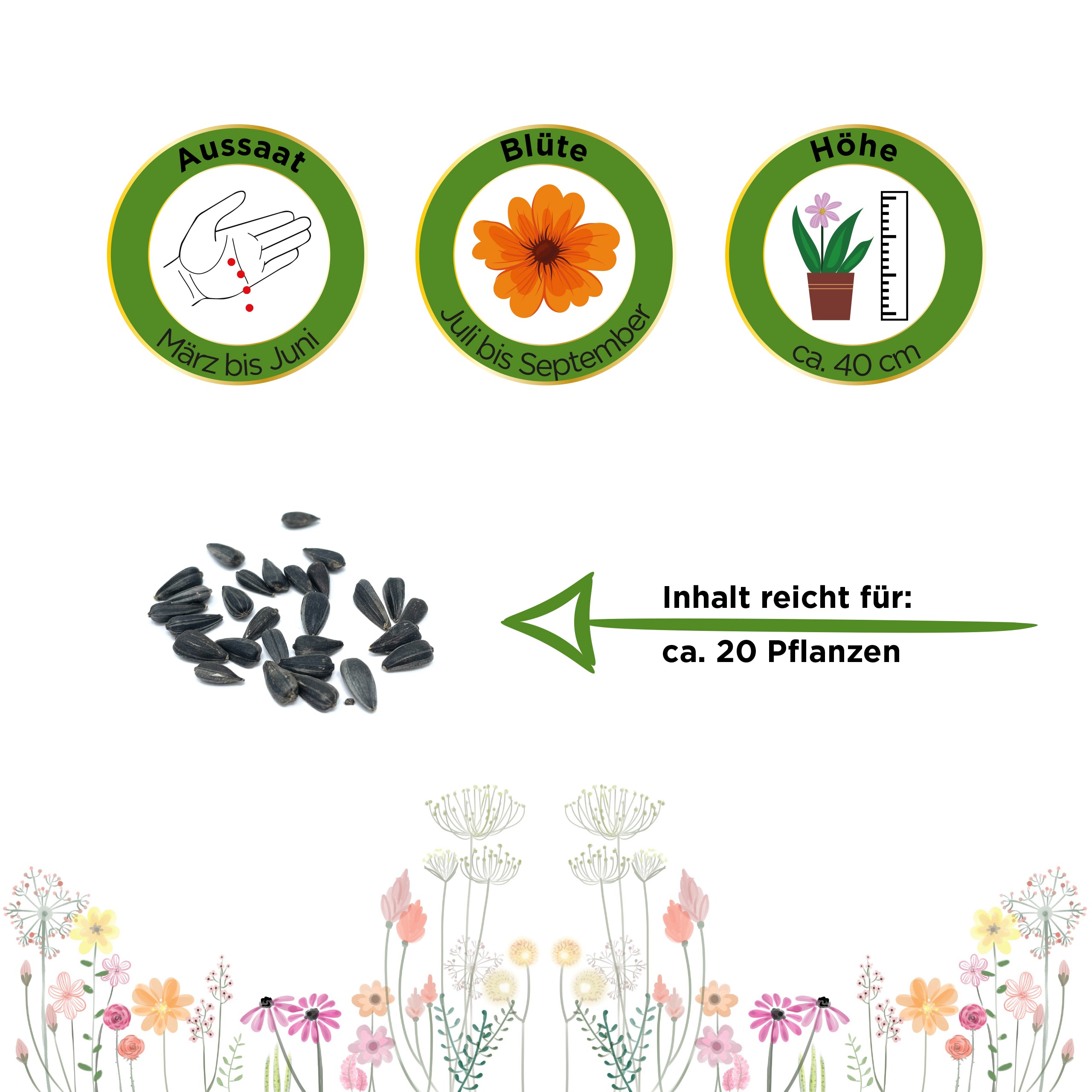 Zwergsonnenblume Sunspot
