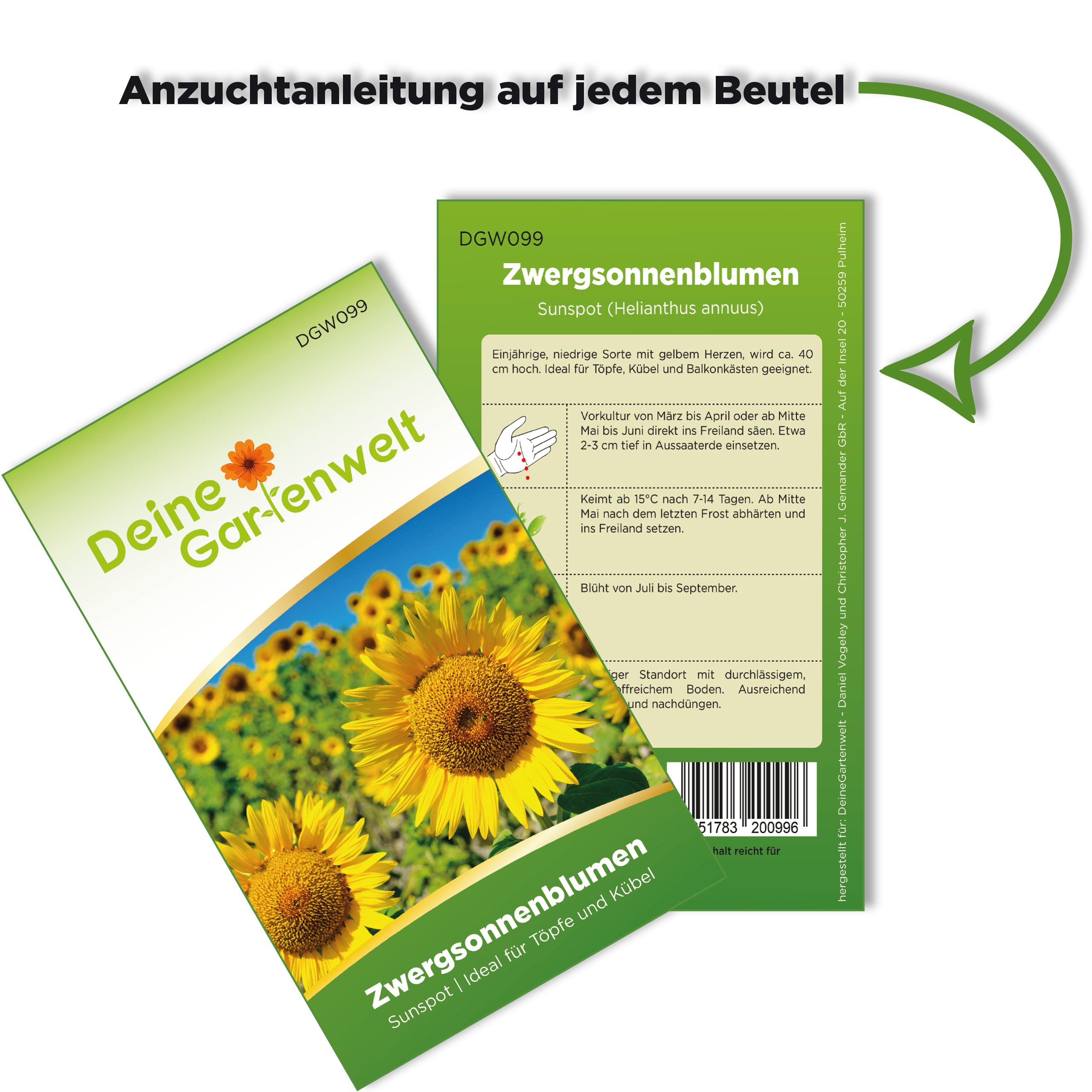 Zwergsonnenblume Sunspot