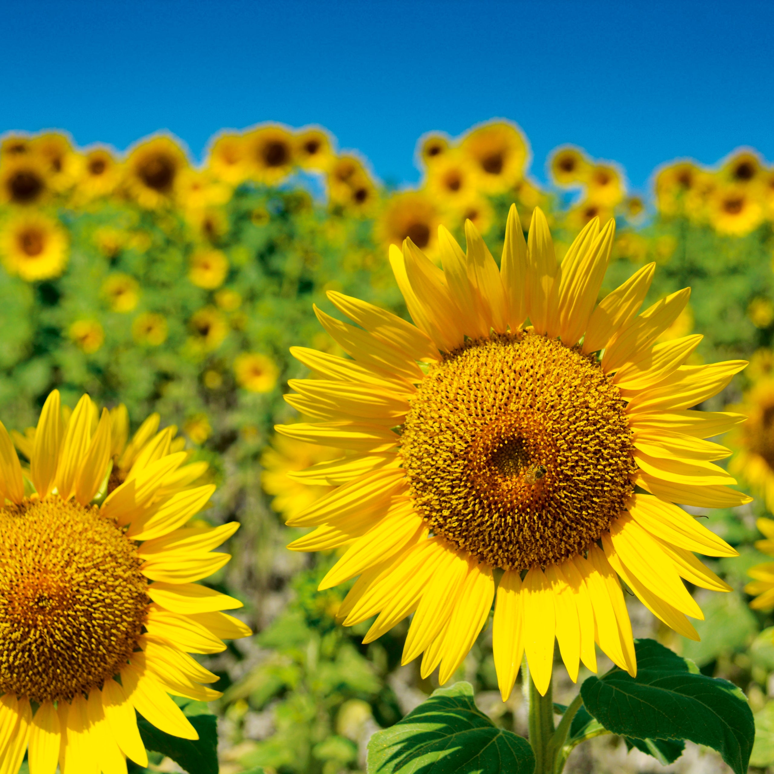 Zwergsonnenblume Sunspot