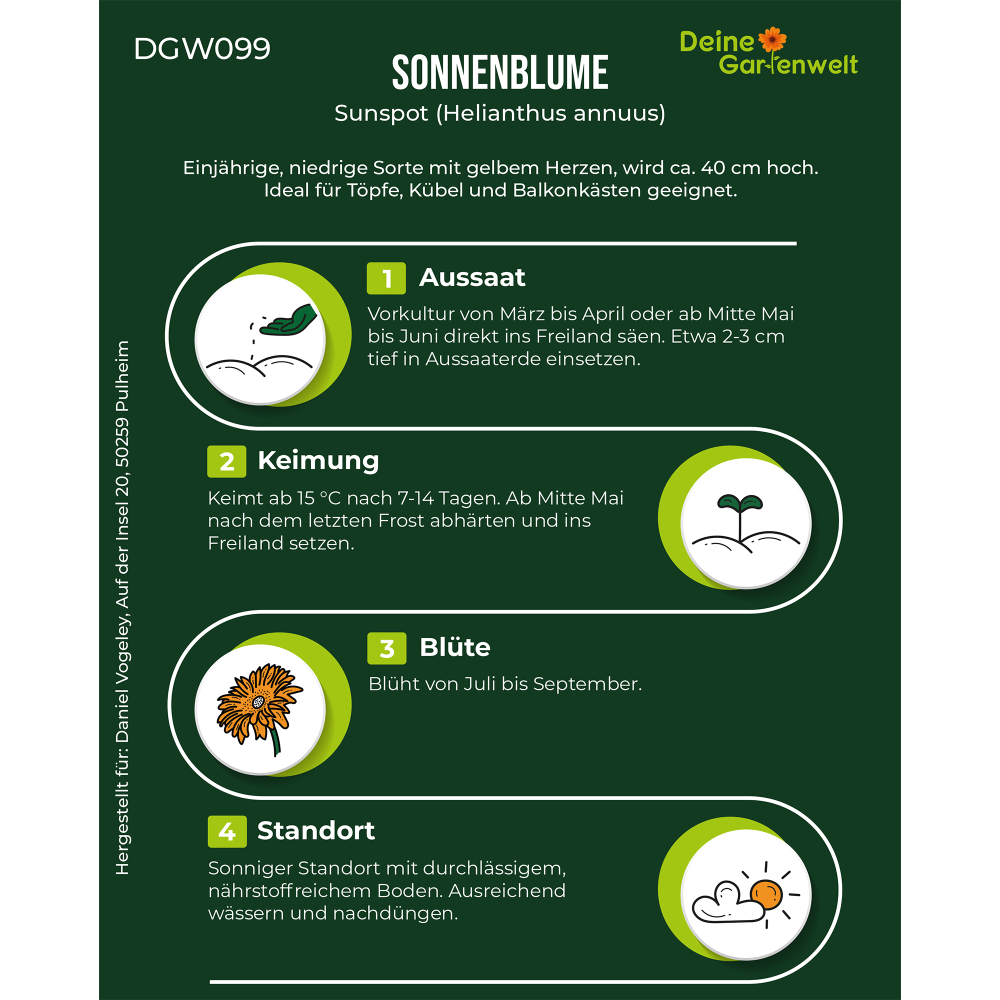 Zwergsonnenblume Sunspot
