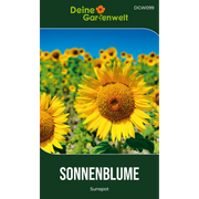 Zwergsonnenblume Sunspot