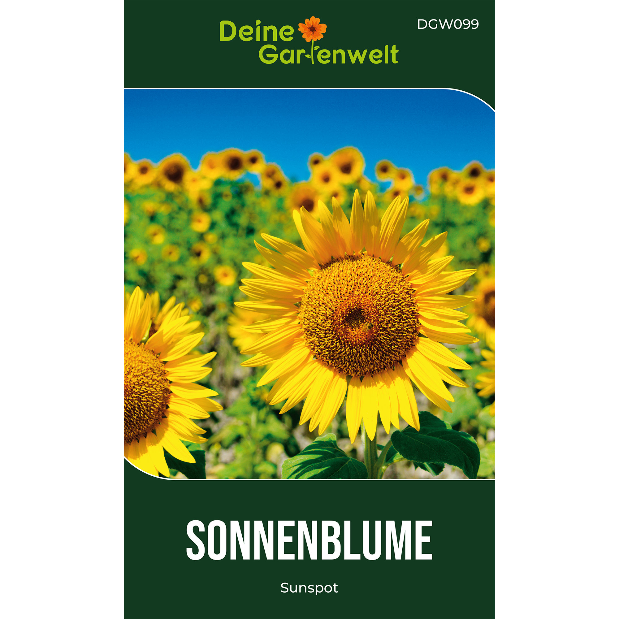 Zwergsonnenblume Sunspot