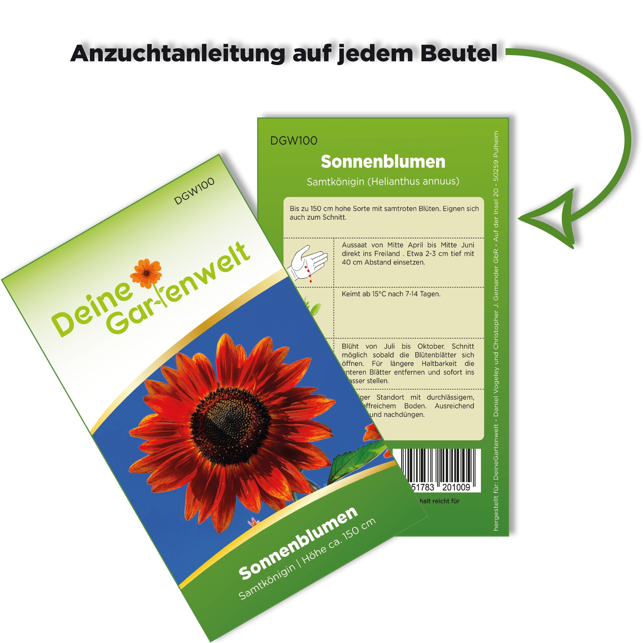 Sonnenblume Samtkönigin