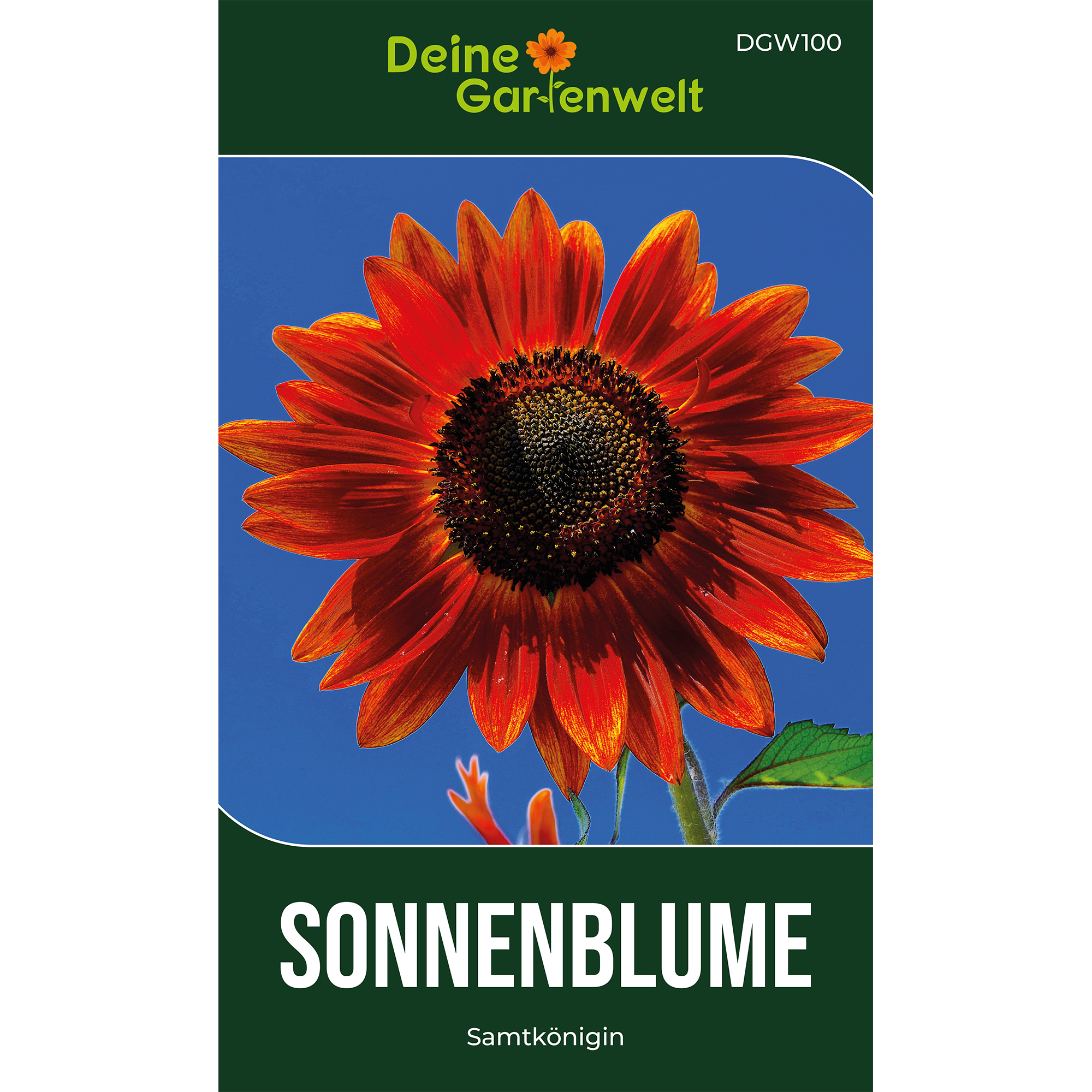 Sonnenblume Samtkönigin Saatgut