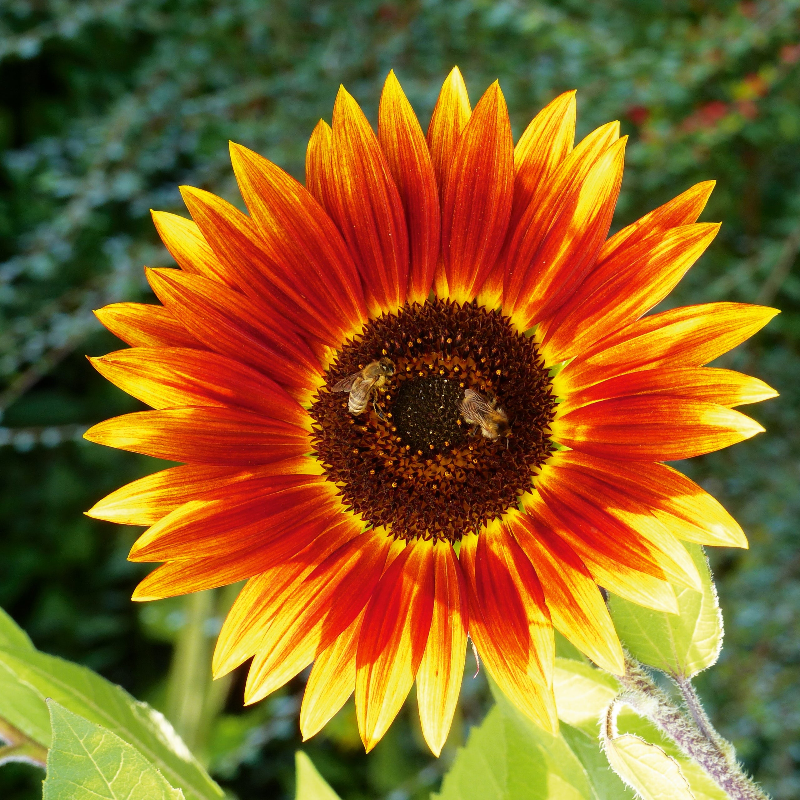 Sonnenblumen Herbstschönheit
