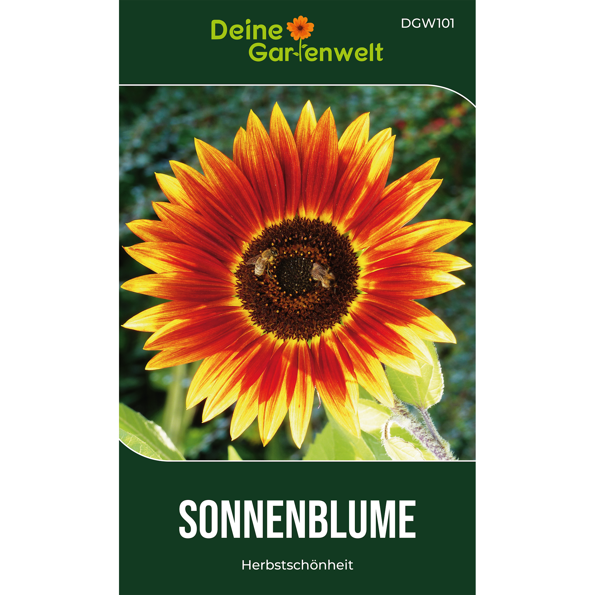 Sonnenblumen Herbstschönheit