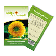 Zwergsonnenblume Teddybär