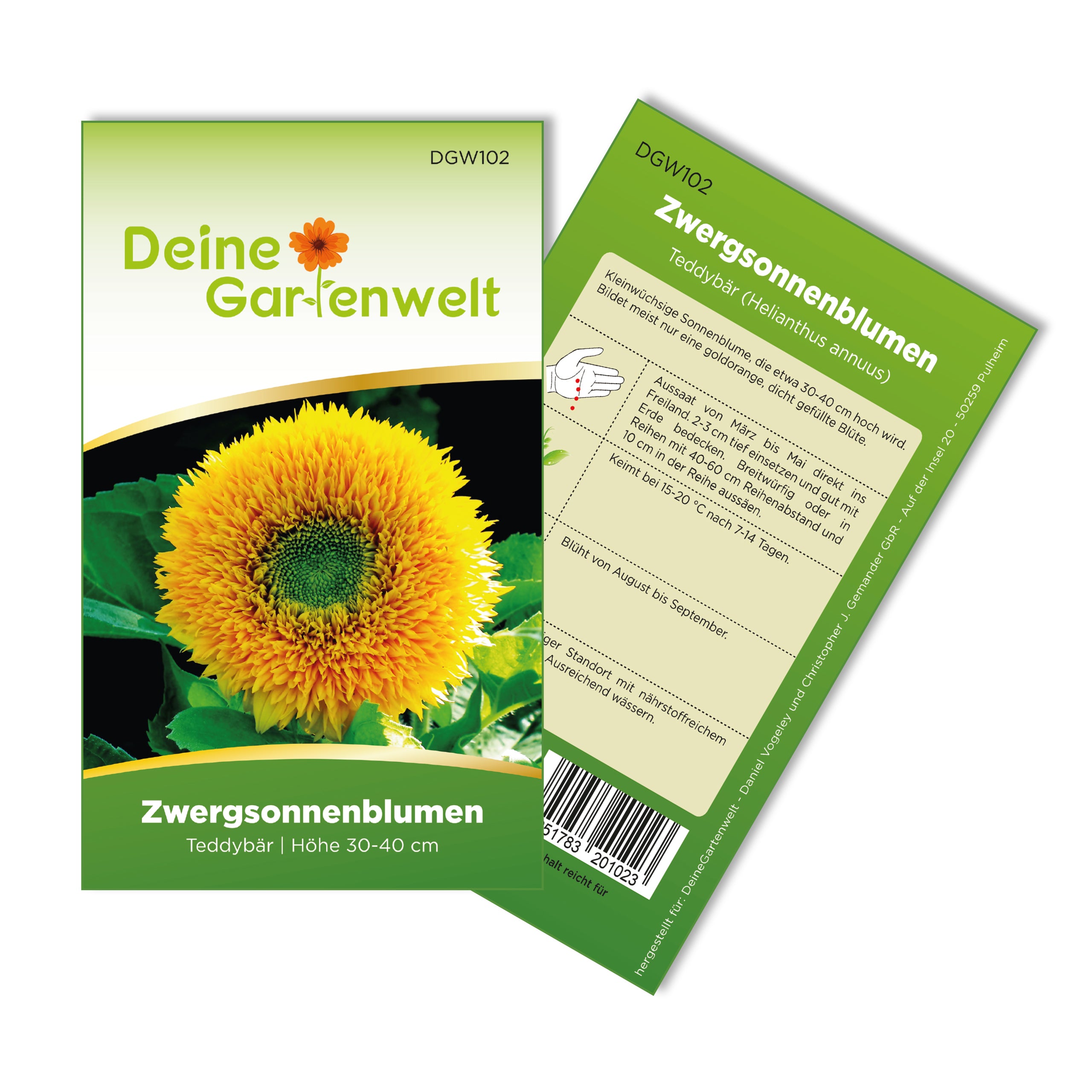 Zwergsonnenblume Teddybär