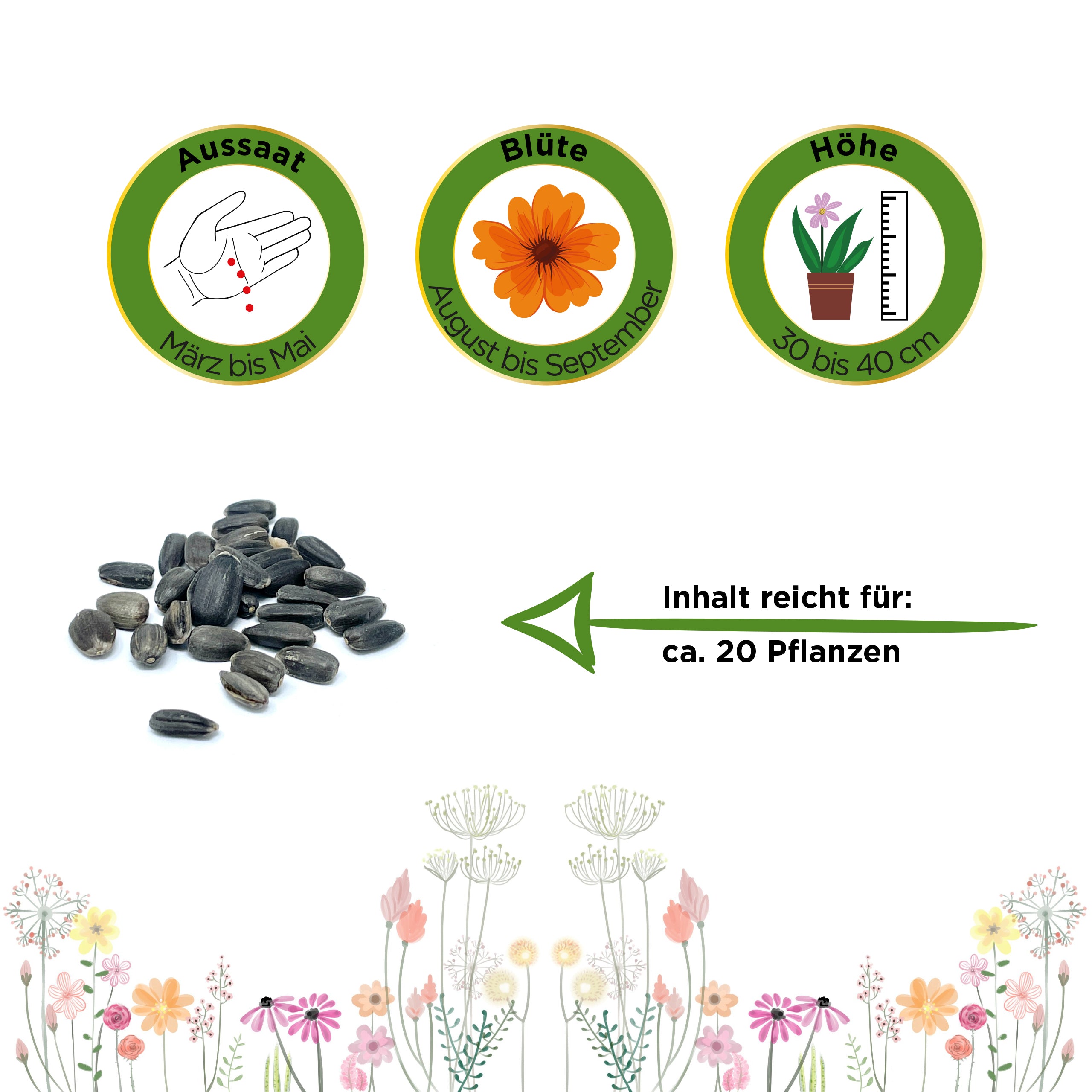 Zwergsonnenblume Teddybär