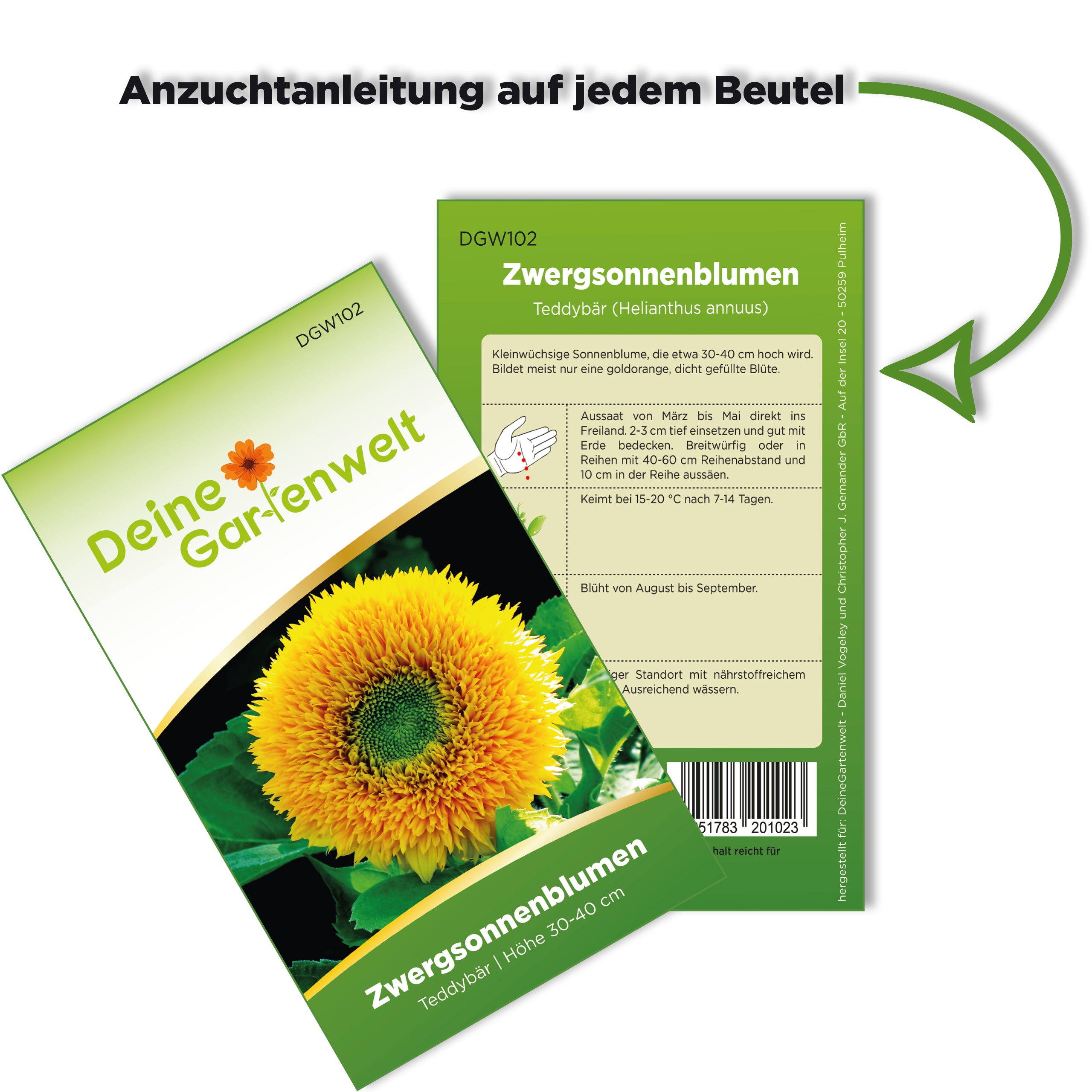 Zwergsonnenblume Teddybär