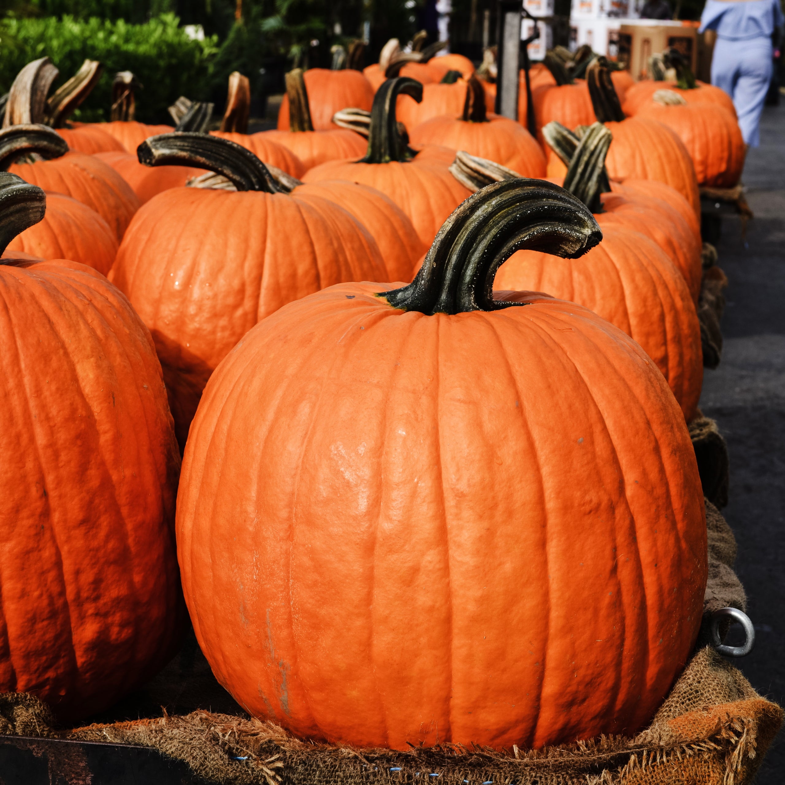 Speisekürbis Big Max
