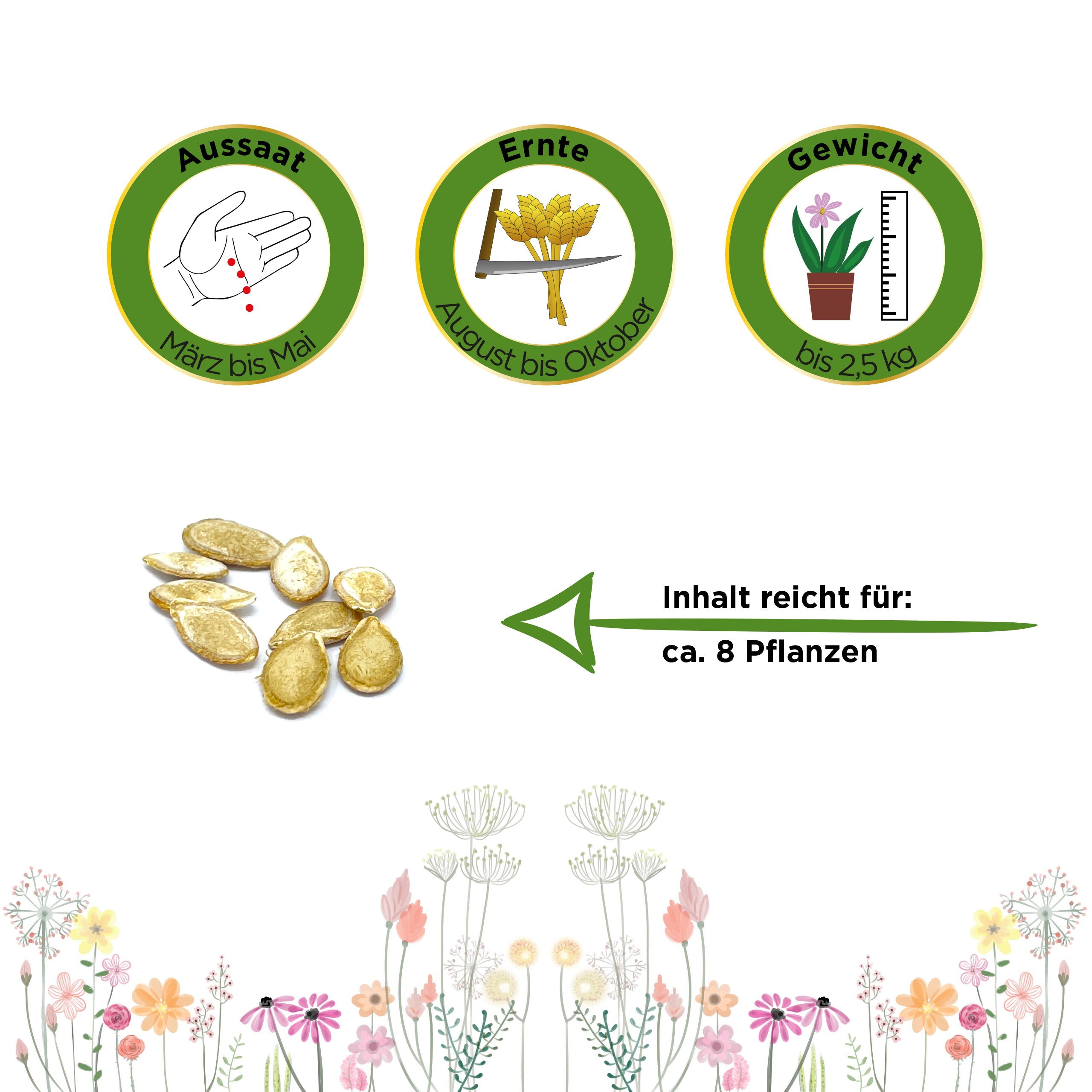 Butternutkürbis Waltham