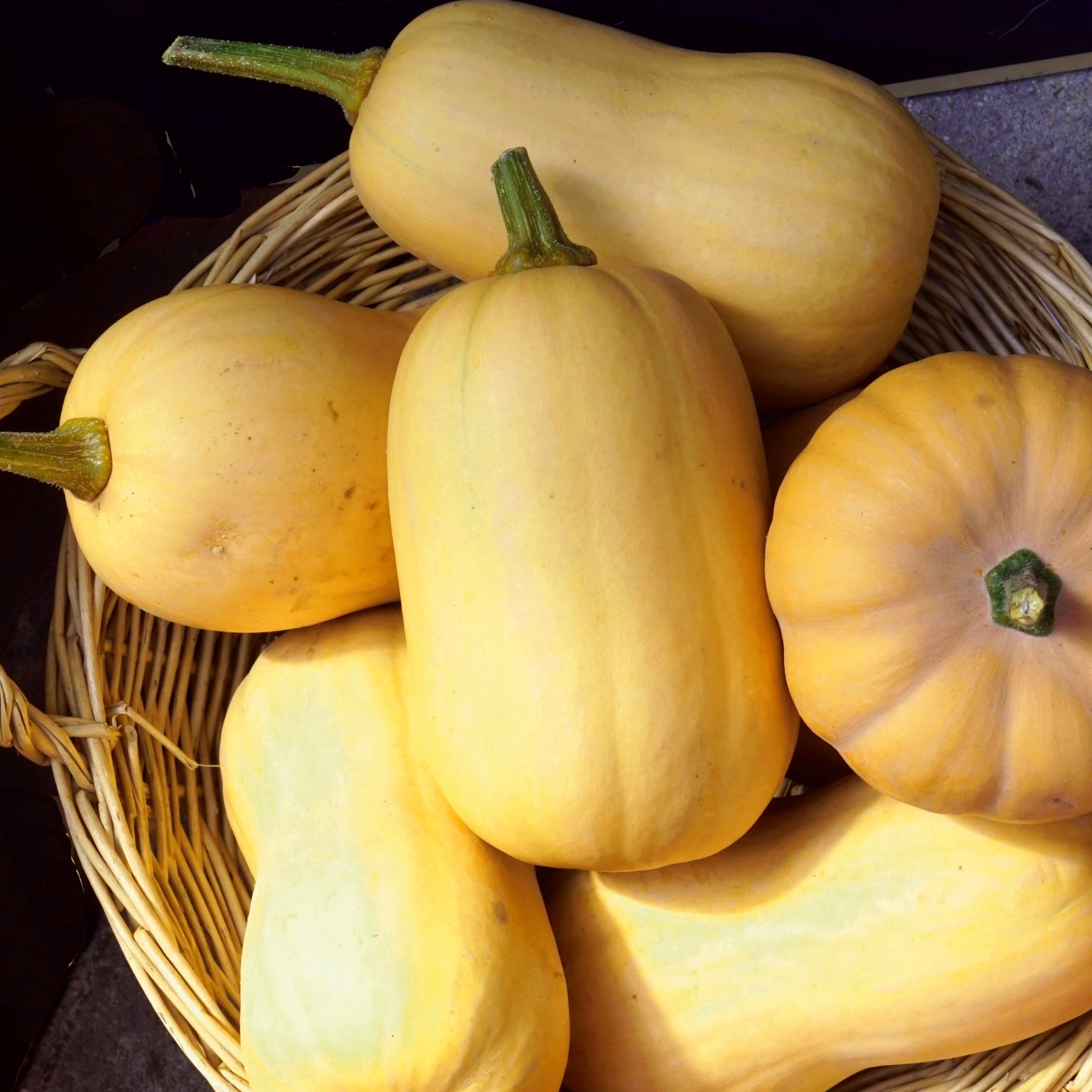 Spaghetti-Kürbis Vegetable Spaghetti