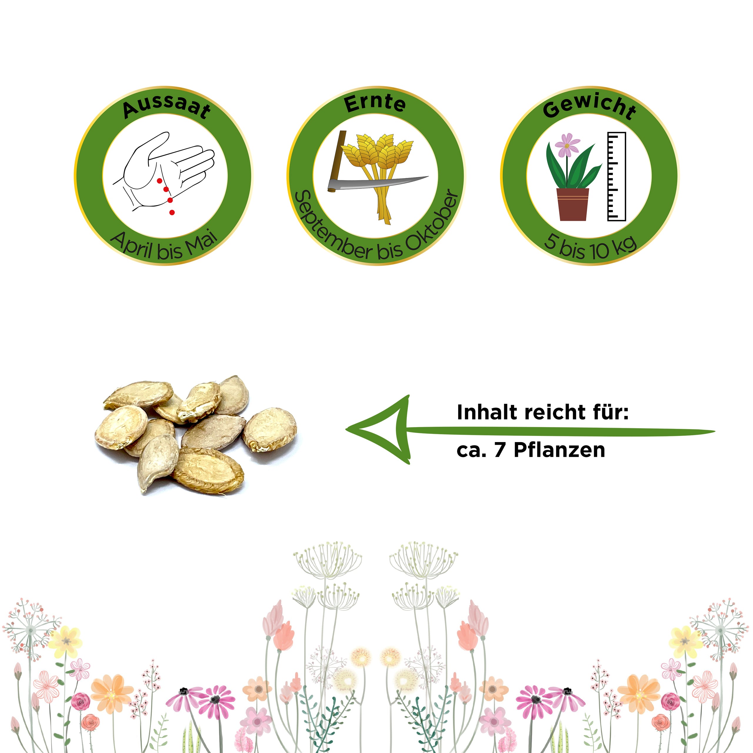 Muskatkürbis Muscade de Provence