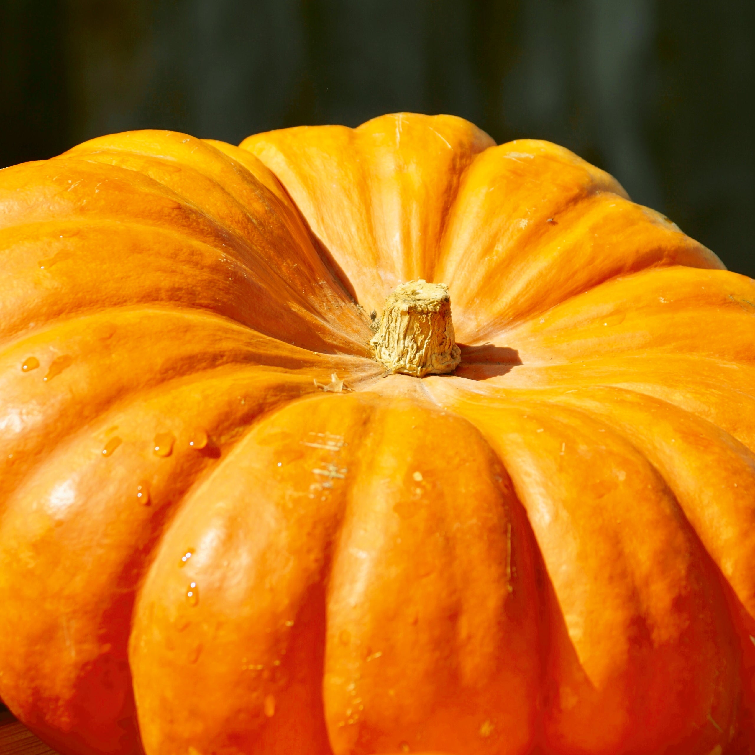 Kürbis Gelber Zentner