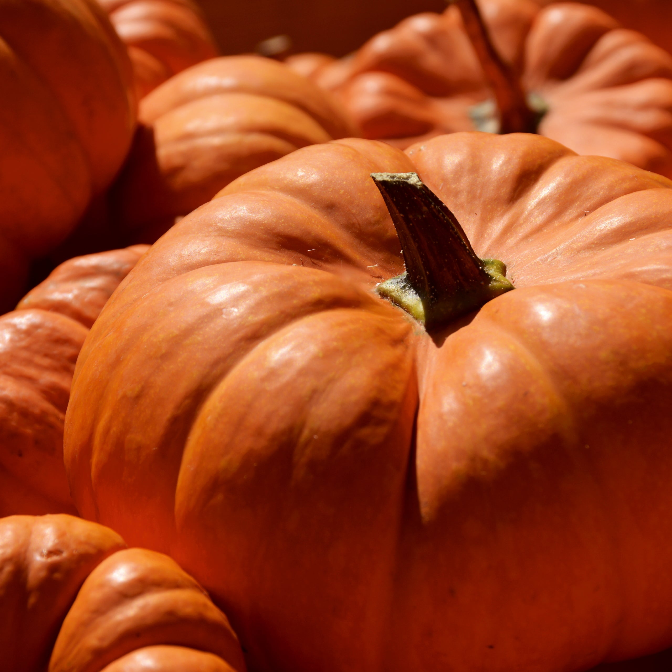Riesenkürbis Roter Zentner