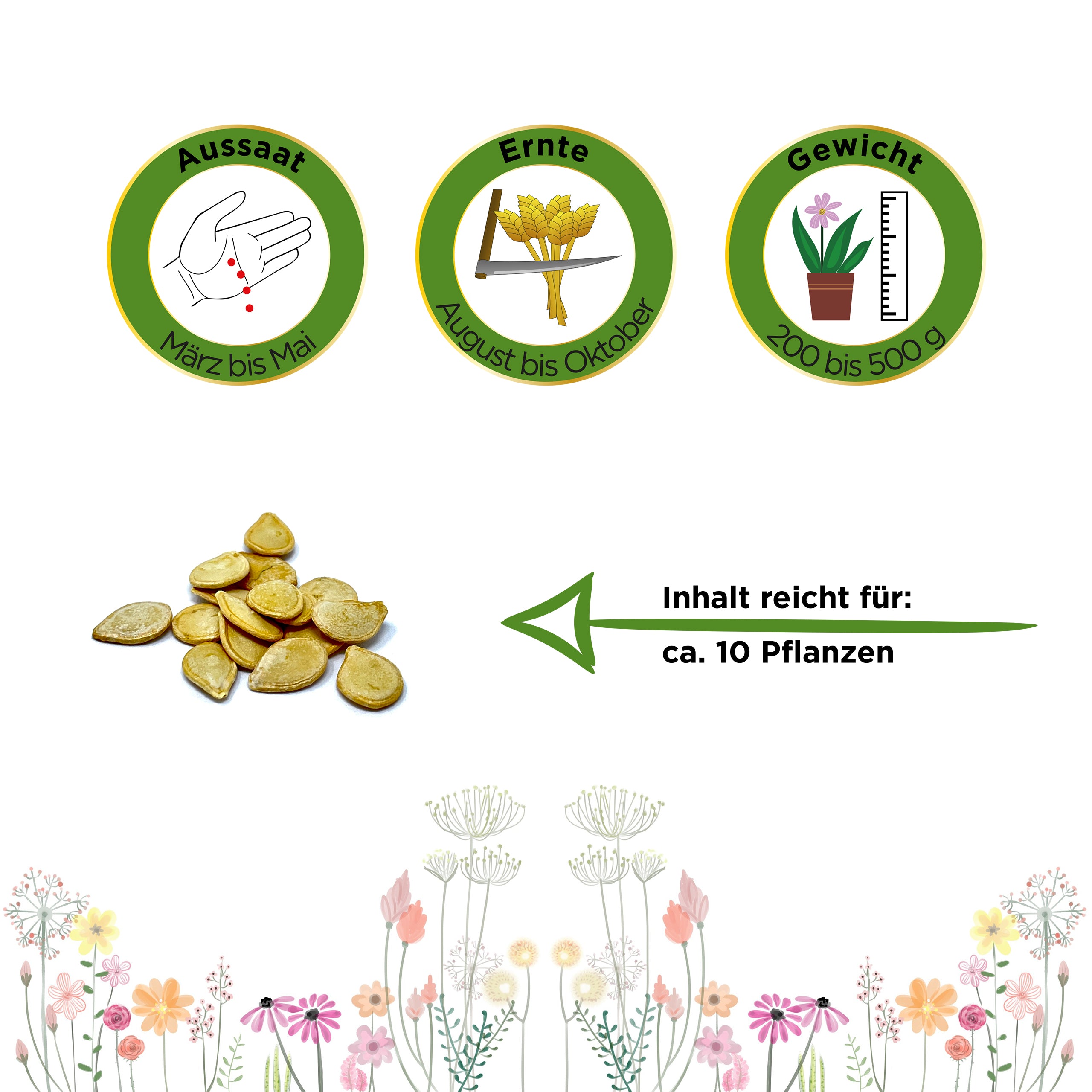 Kürbis Sweet Dumpling