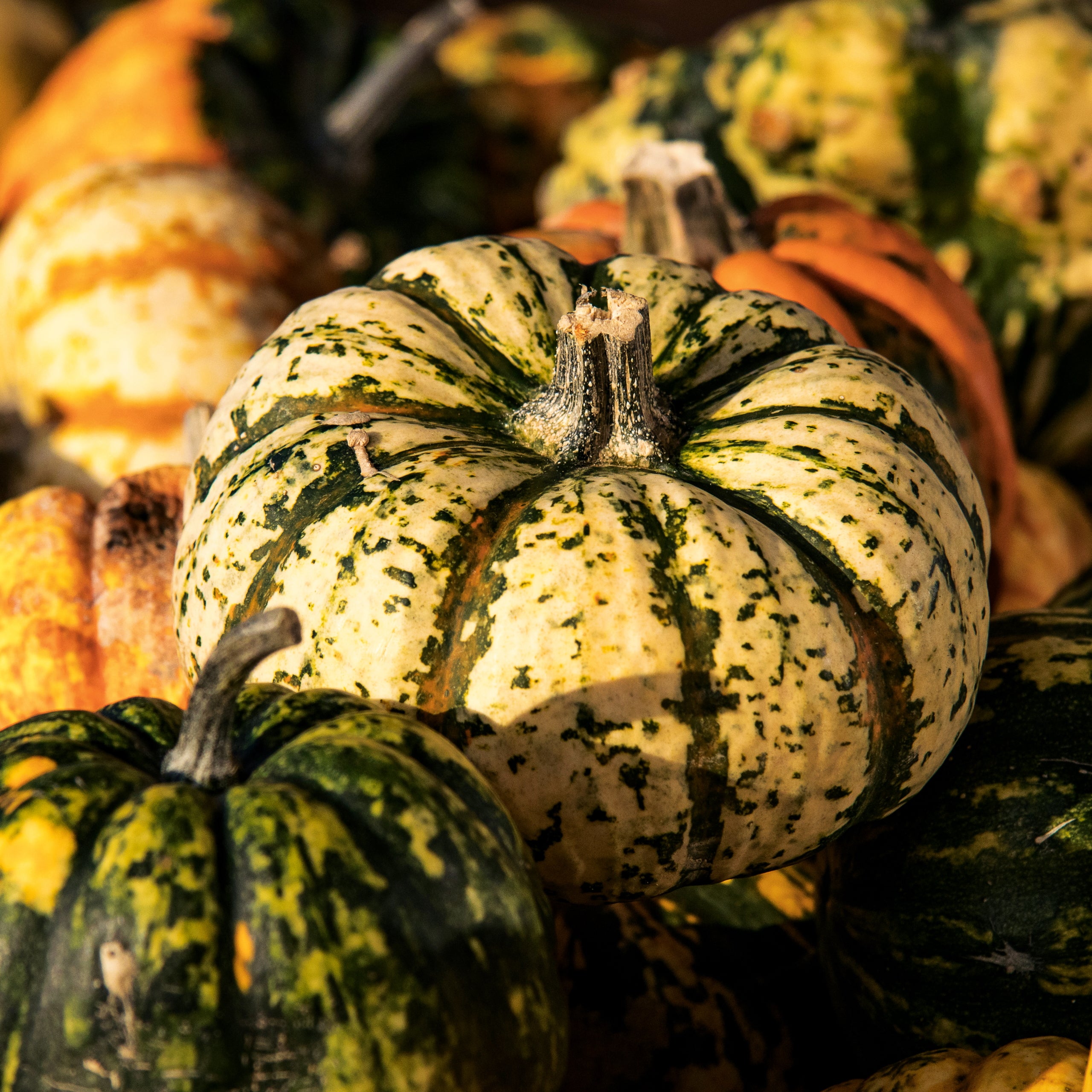 Kürbis Sweet Dumpling