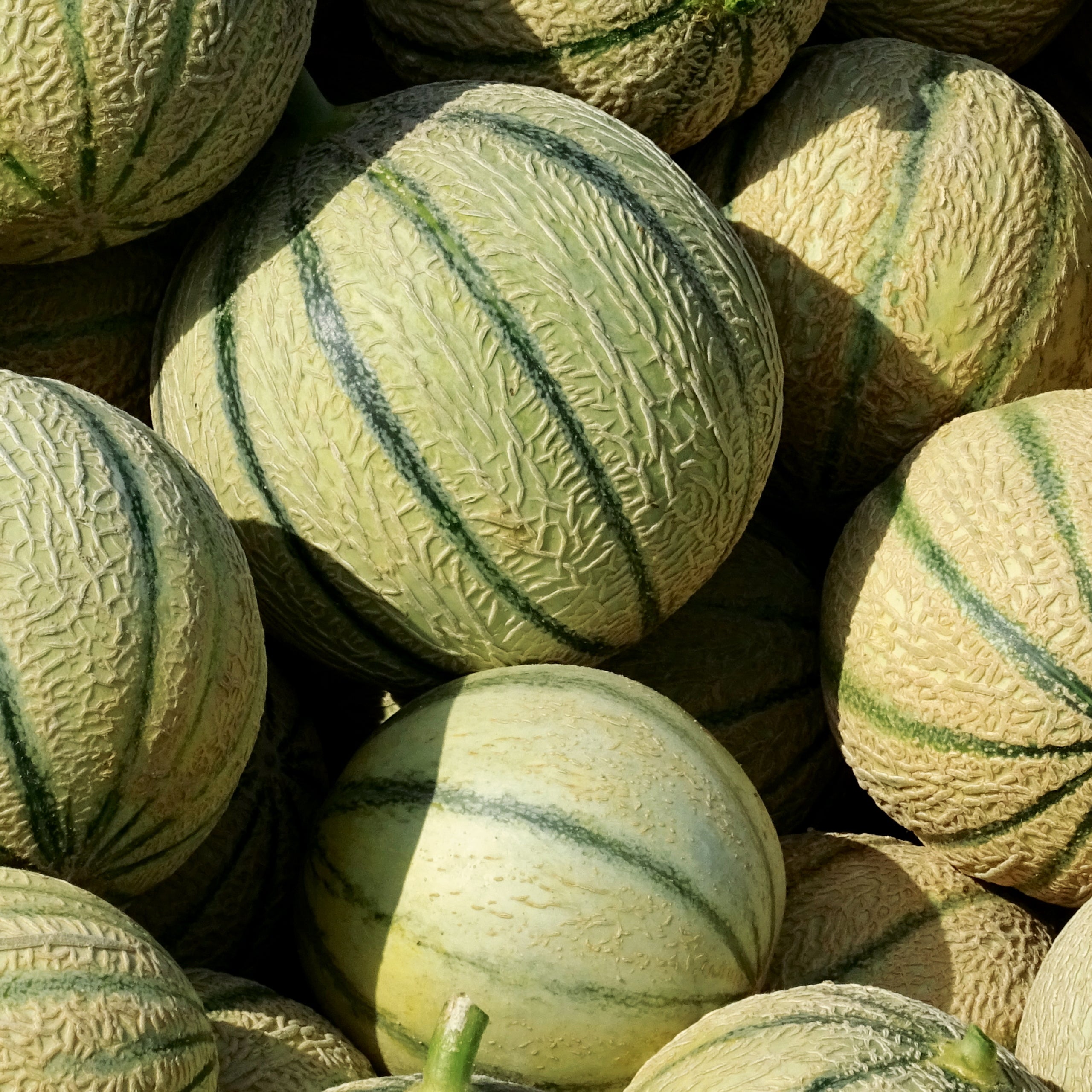 Zuckermelone Charentais