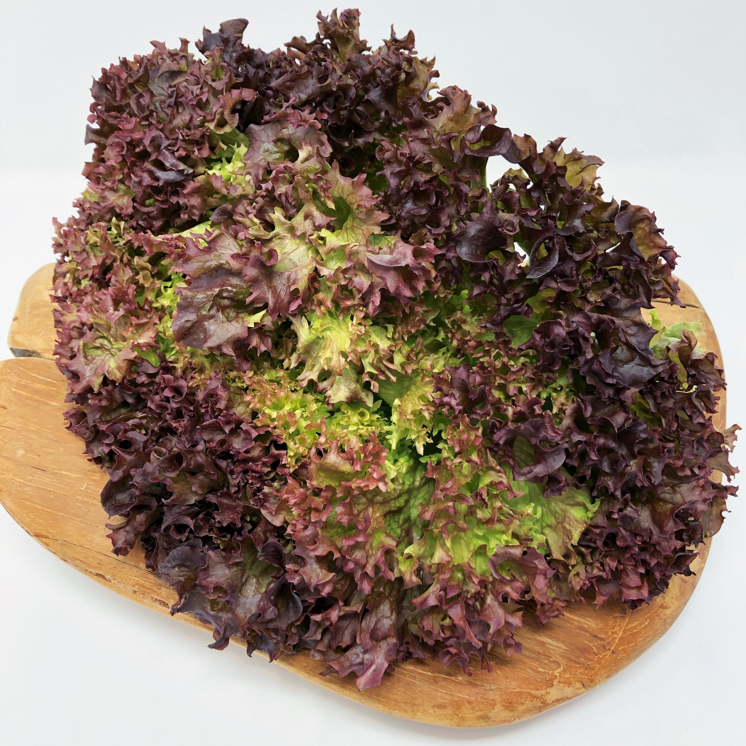 Pflücksalat Lollo rossa
