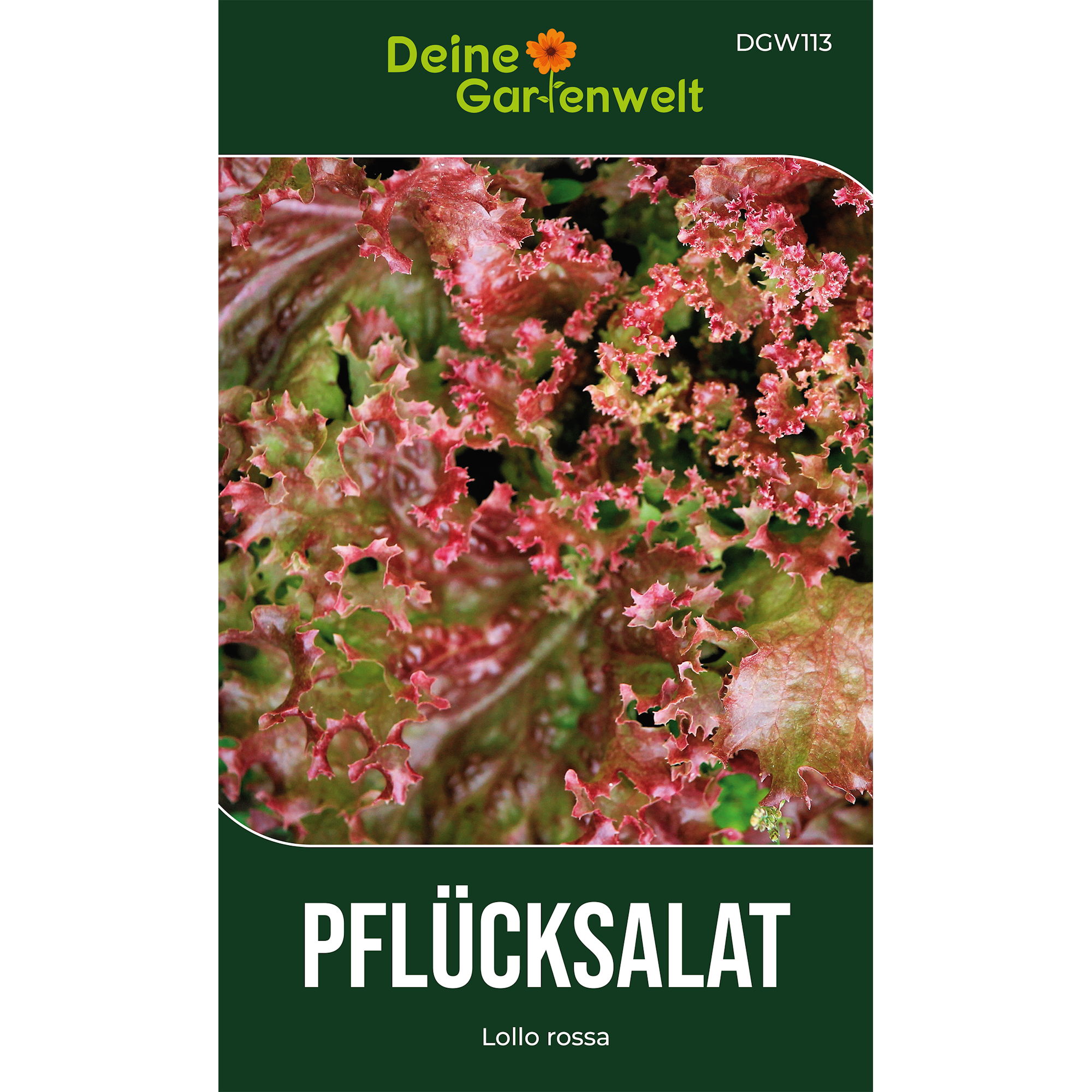 Pflücksalat Lollo rossa