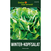 Winter-Kopfsalat Maiwunder