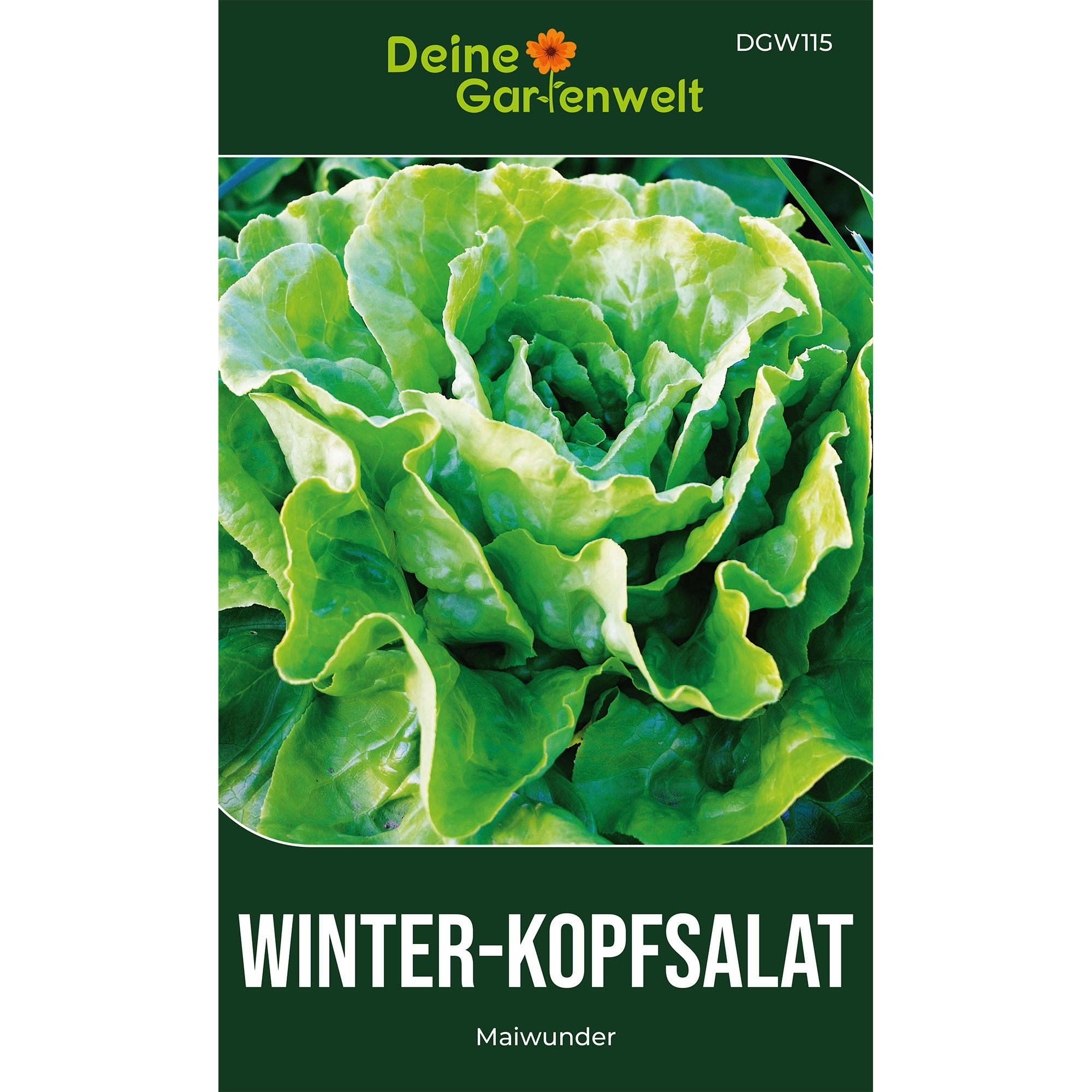 Winter-Kopfsalat Maiwunder