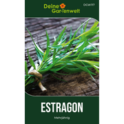Estragon Mehrjährig