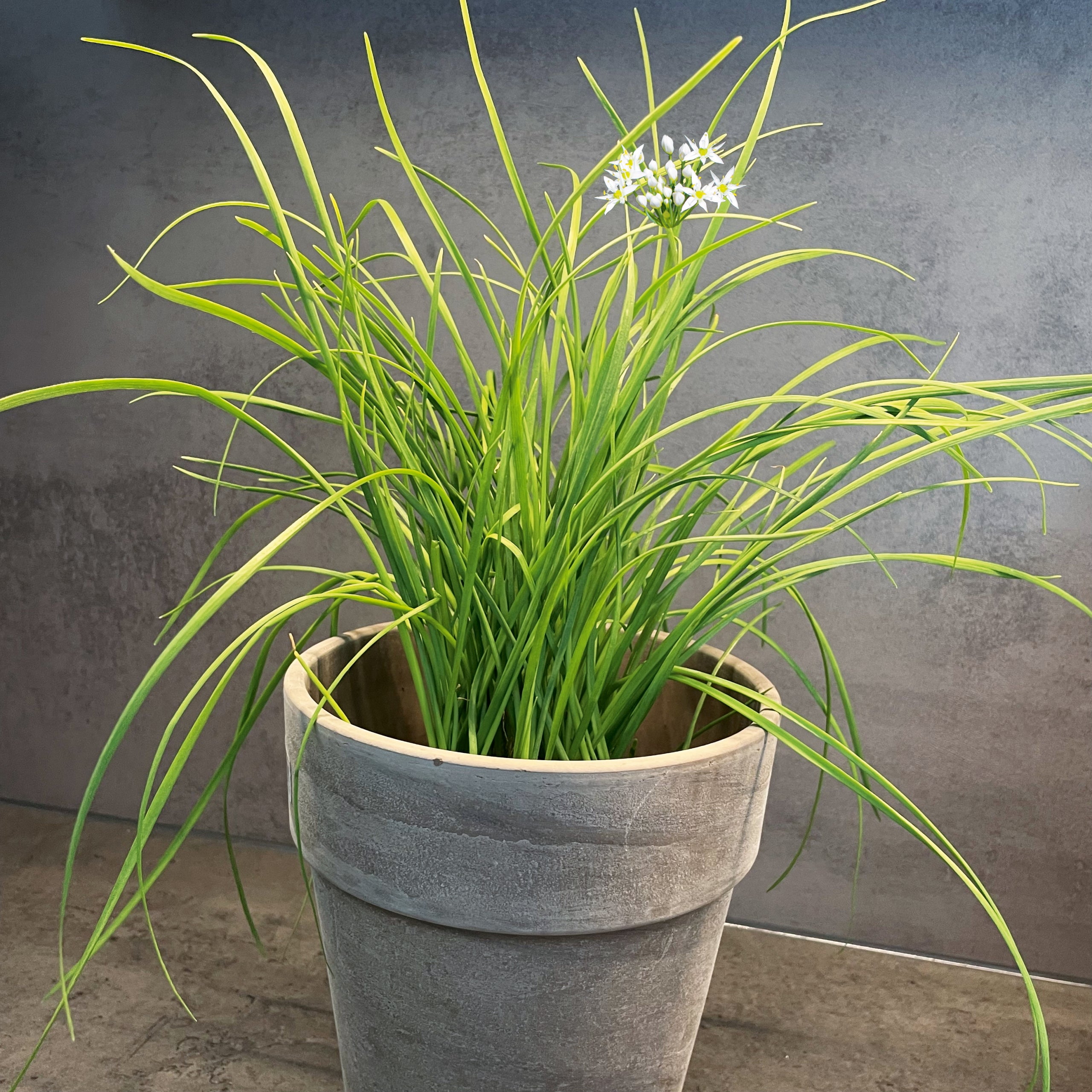 Schnittknoblauch Mehrjährig