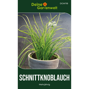 Schnittknoblauch Mehrjährig