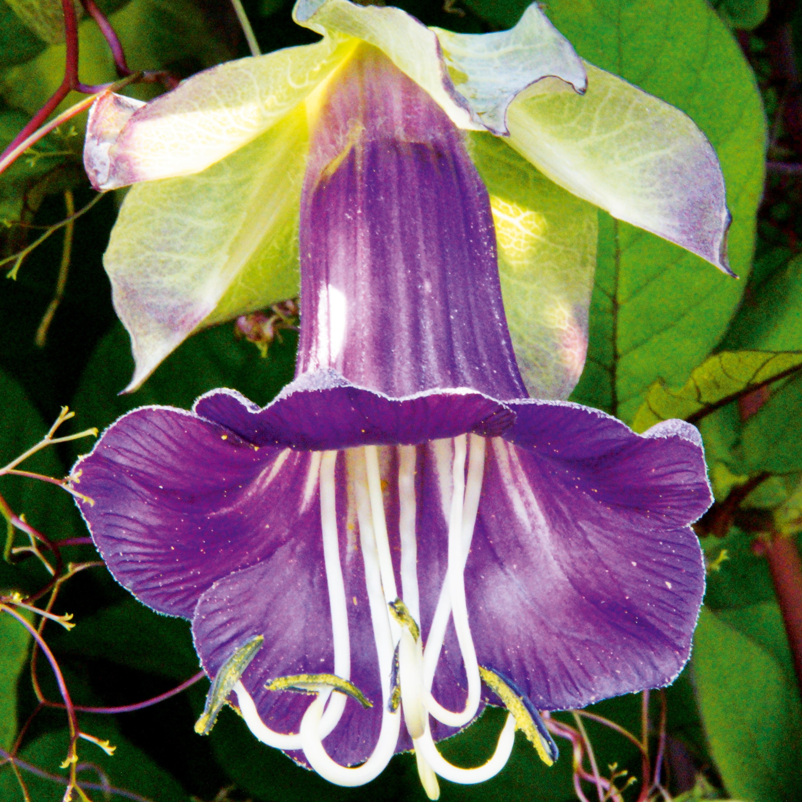 Glockenrebe Violett Blue