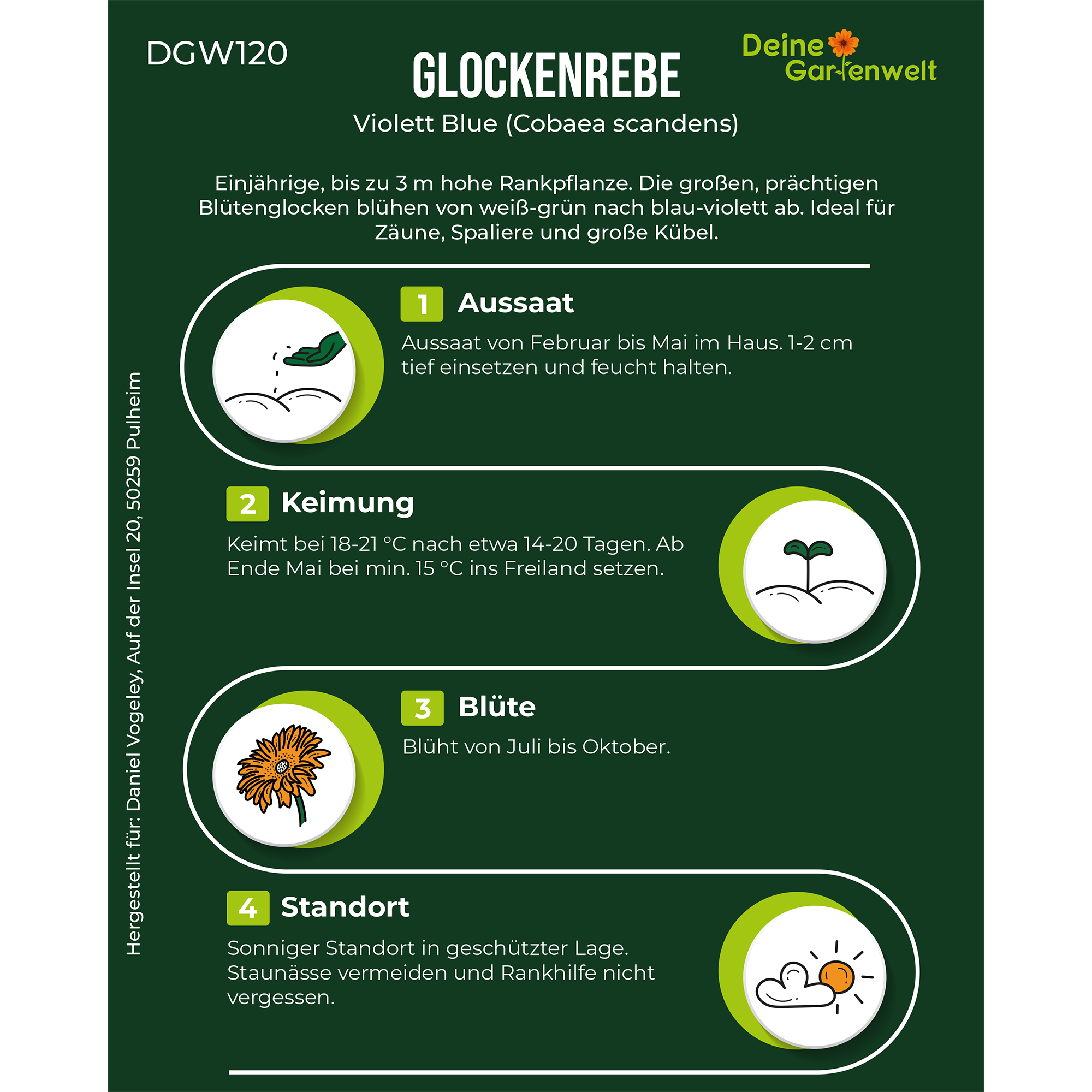 Glockenrebe Violett Blue