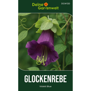 Glockenrebe Violett Blue