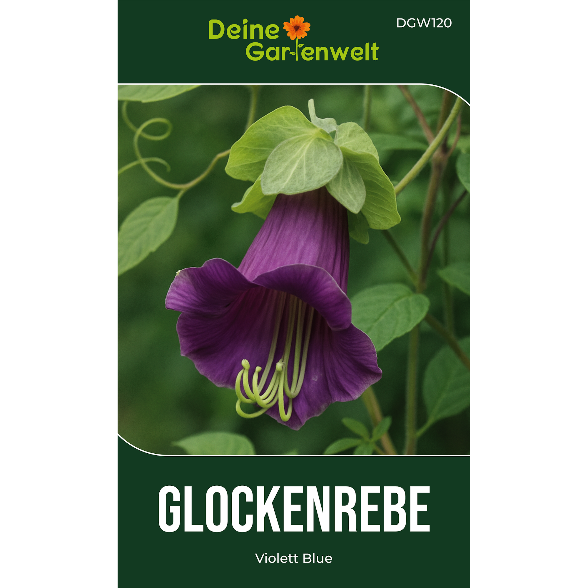 Glockenrebe Violett Blue