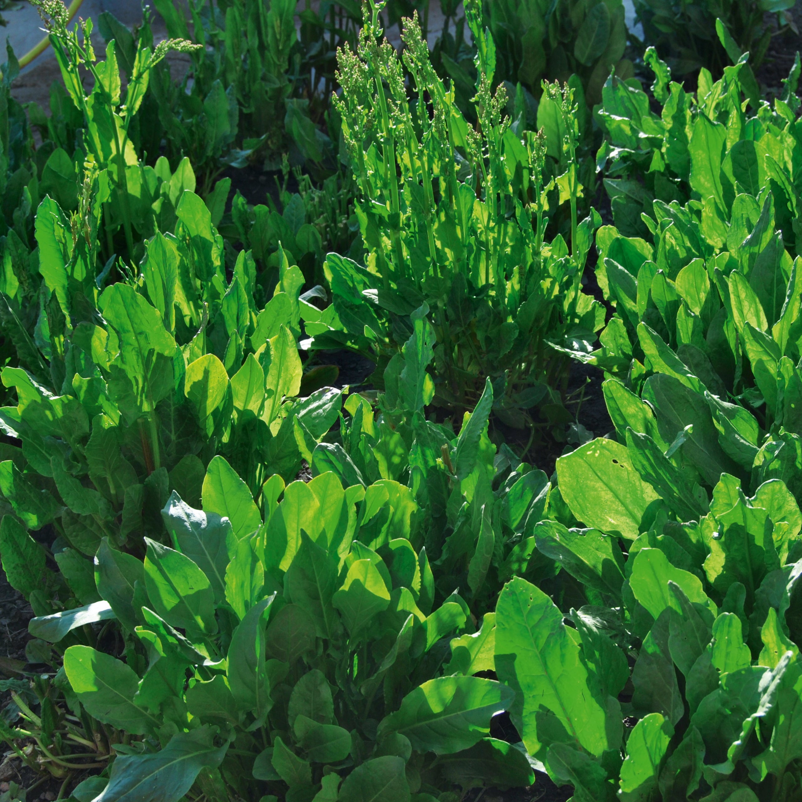 Sauerampfer De Belleville