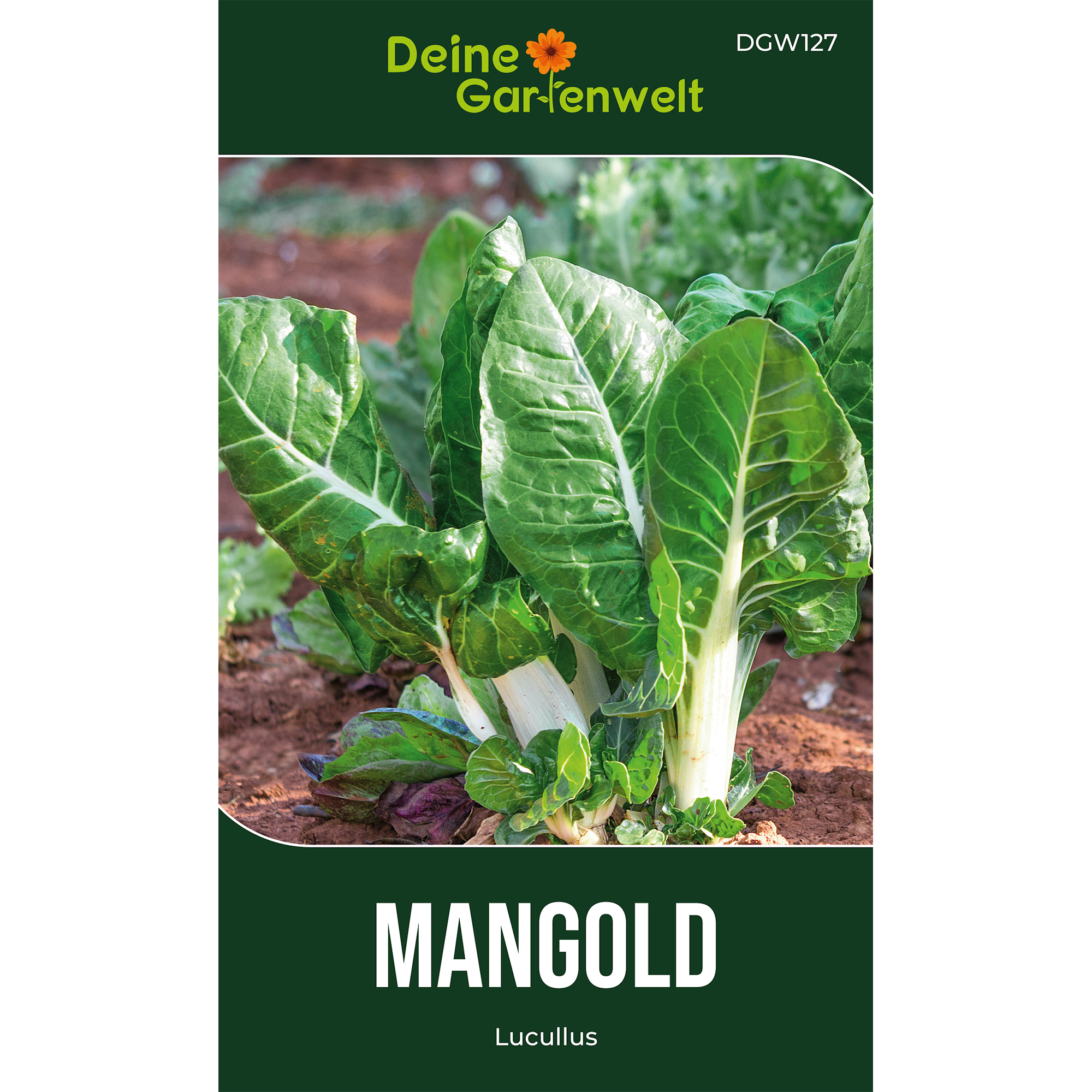 Mangold Lucullus