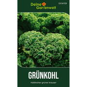 Grünkohl Halbhoher grüner Krauser