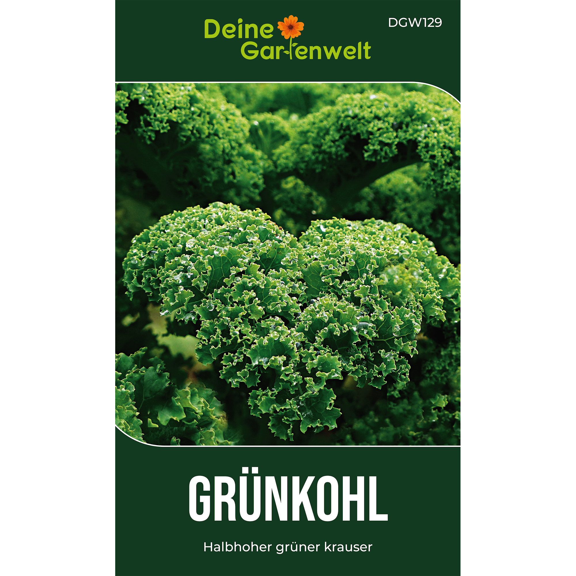 Grünkohl Halbhoher grüner Krauser