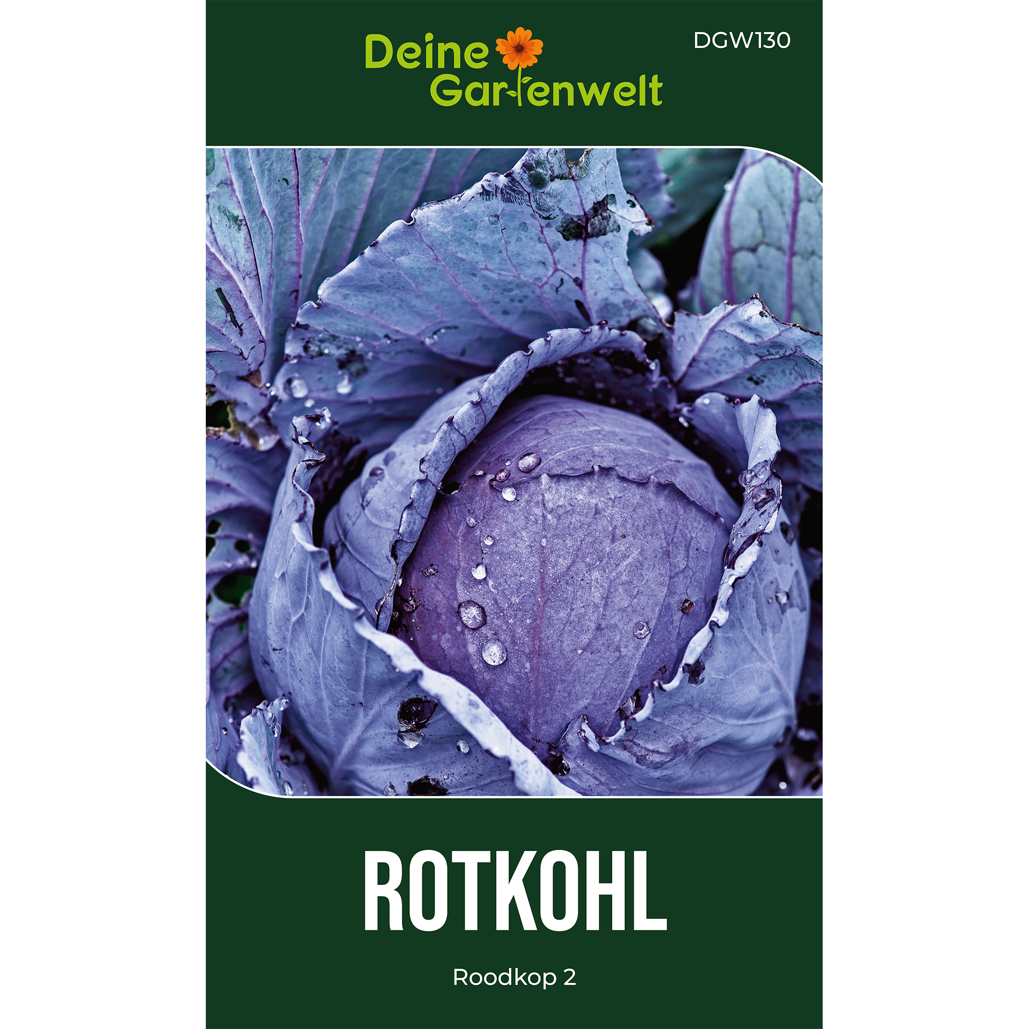 Rotkohl Roodkop 2