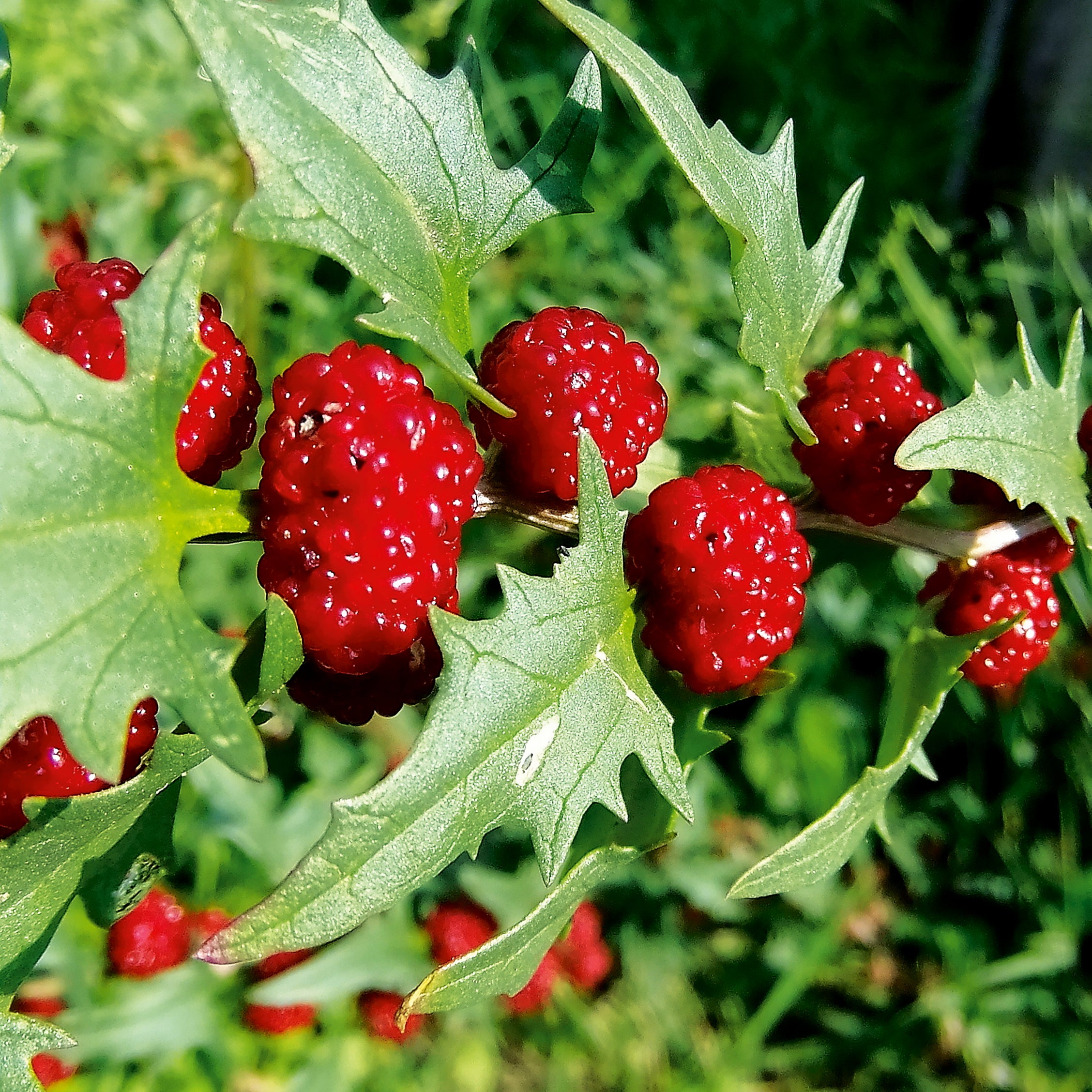 Erdbeerspinat Strawberry Spinach