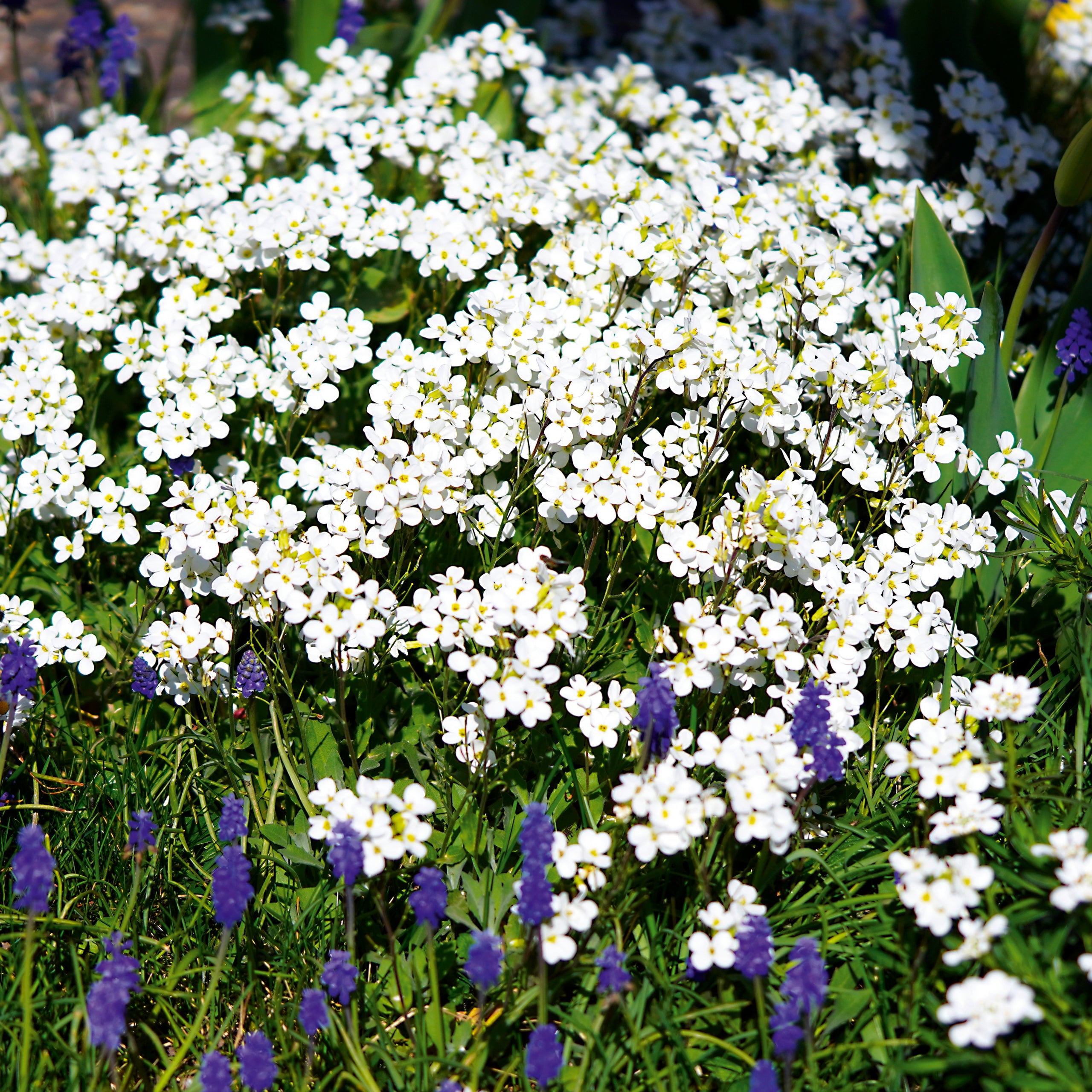 Steinkraut Schneedecke